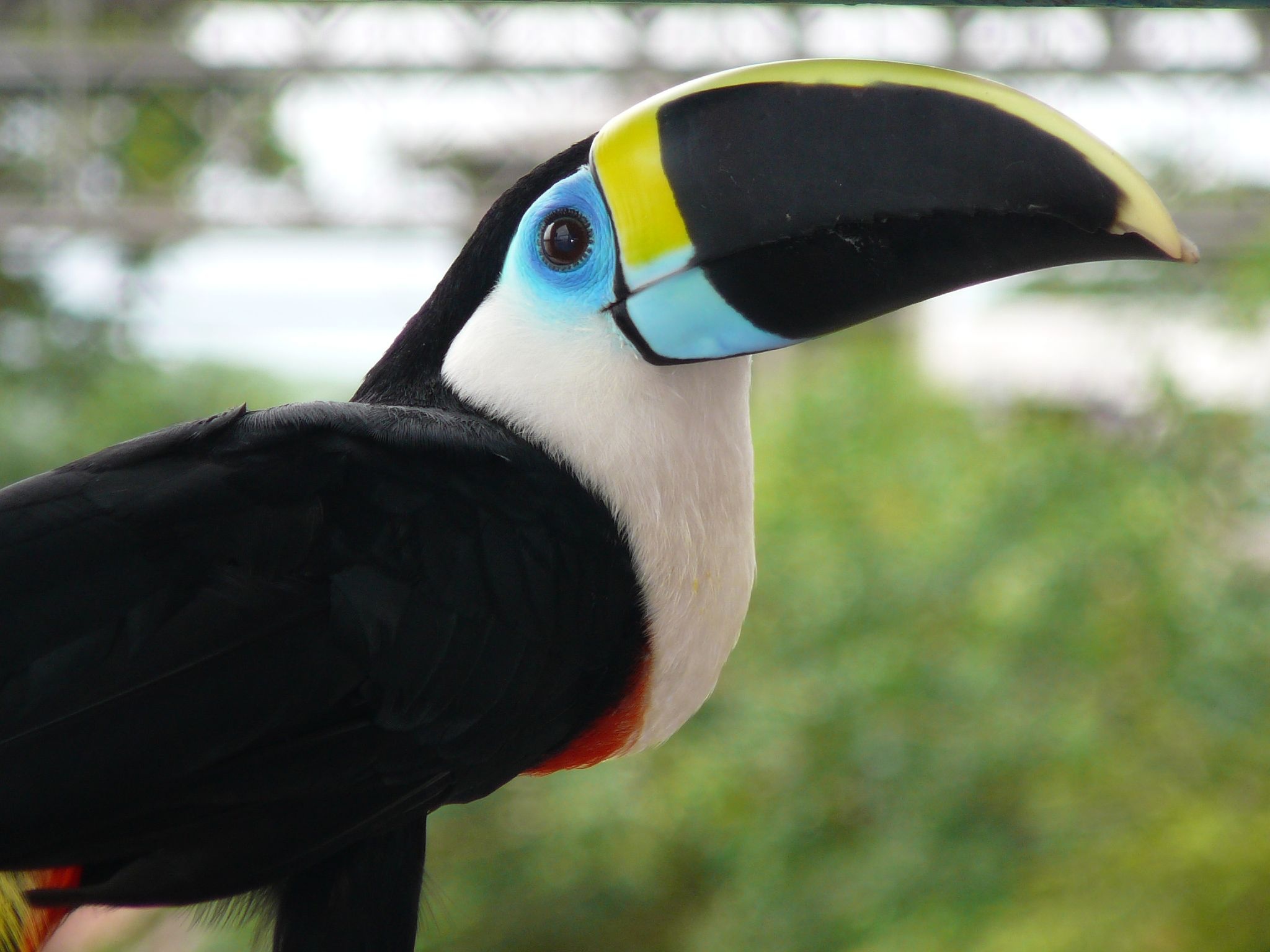 Toucan, Channel Billed Toucan, Animal HQ pictures, 4K resolution, 2050x1540 HD Desktop