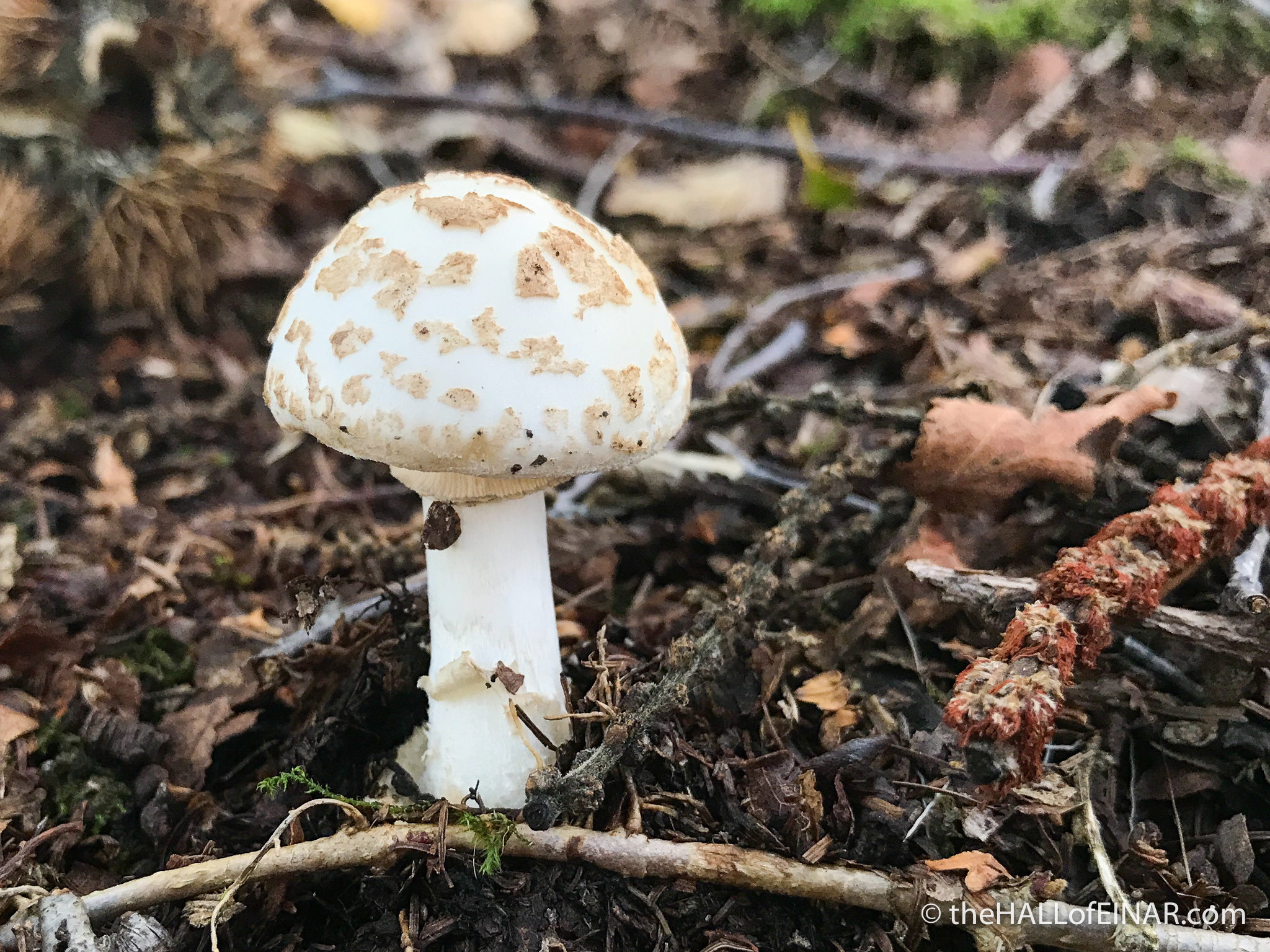 False death caps, Ugly milkcaps, David at the Hall, Fungal biodiversity, 2050x1540 HD Desktop