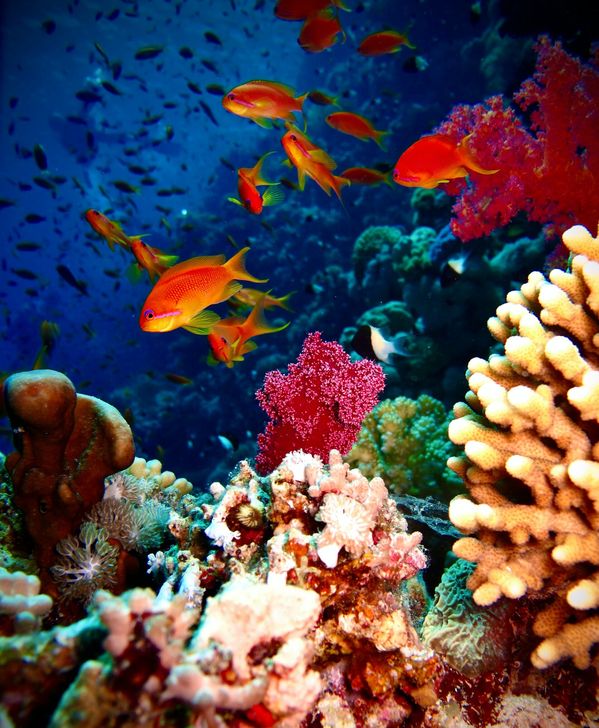 Climate change, Terras liege, Coral reef conservation, Environmental threats, 1920x2340 HD Phone