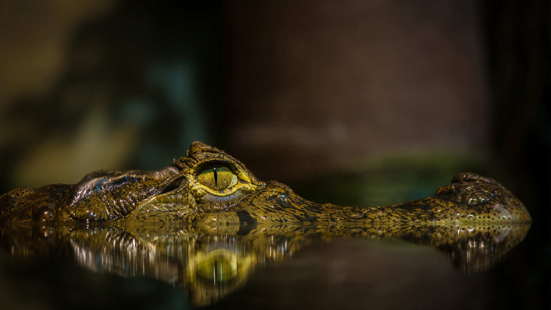 Crocodile, Reptile species, Aquatic predator, Powerful jaws, 1920x1080 Full HD Desktop