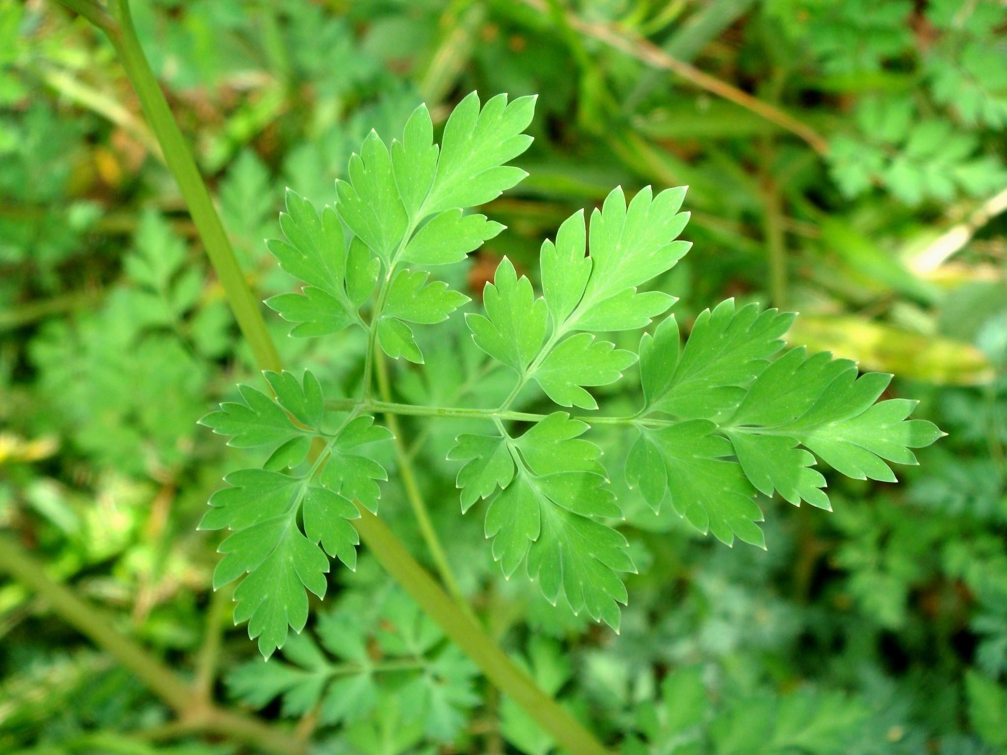 Corydalis heterocarpa, Botanical wallpaper, Flower's elegance, 2050x1540 HD Desktop