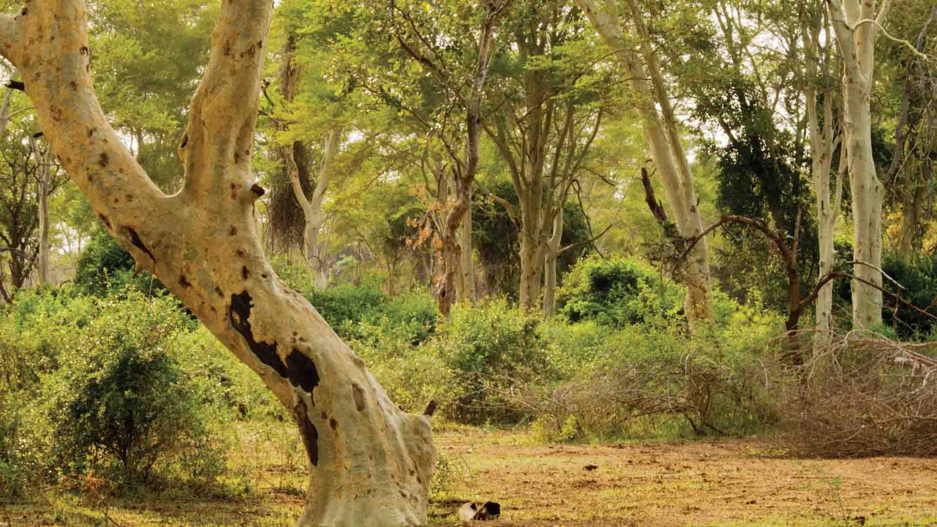 Natural wonders, March in South Africa, Safari season, Thriving wildlife, 1920x1080 Full HD Desktop