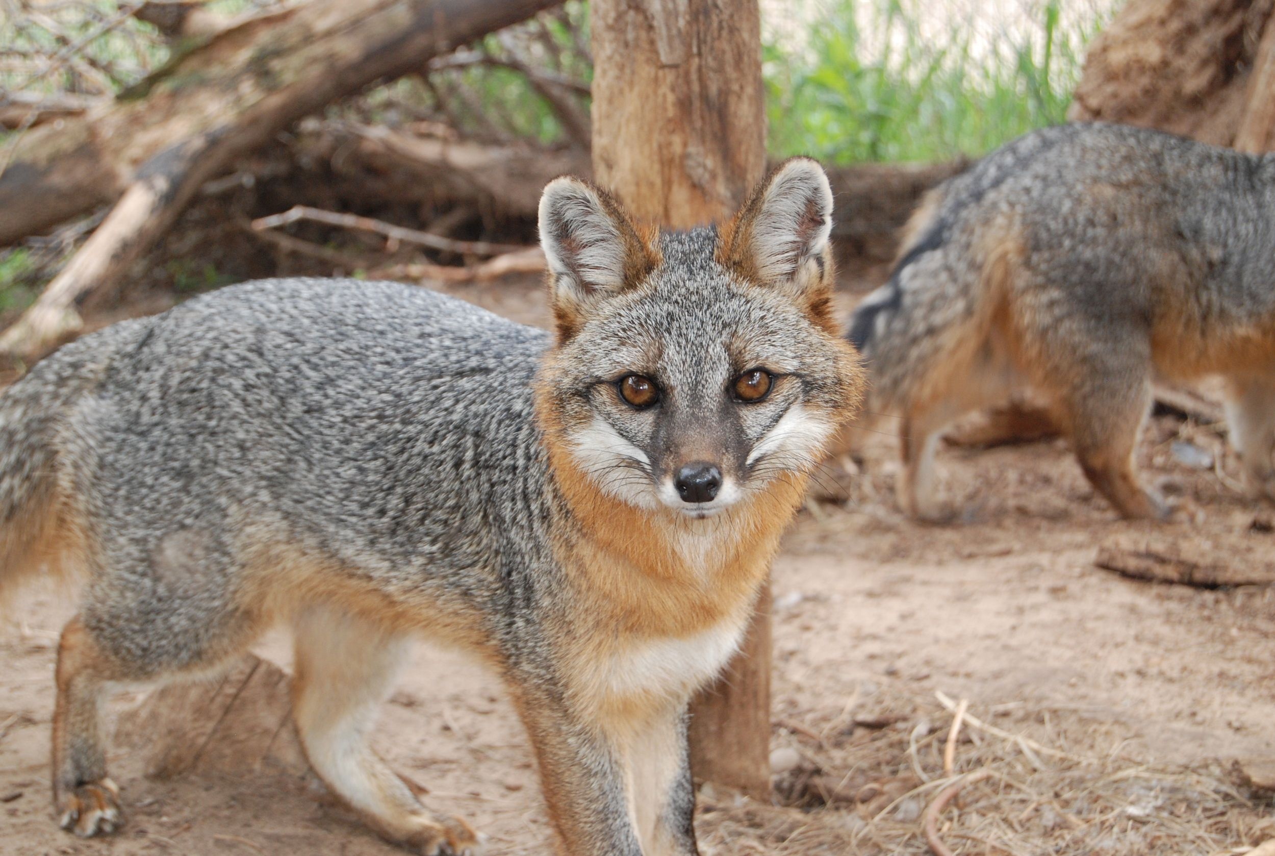 Gray Fox, Wildlife Science Center's resident fox, Pet fox companion, Fascinating creature of the wild, 2500x1680 HD Desktop