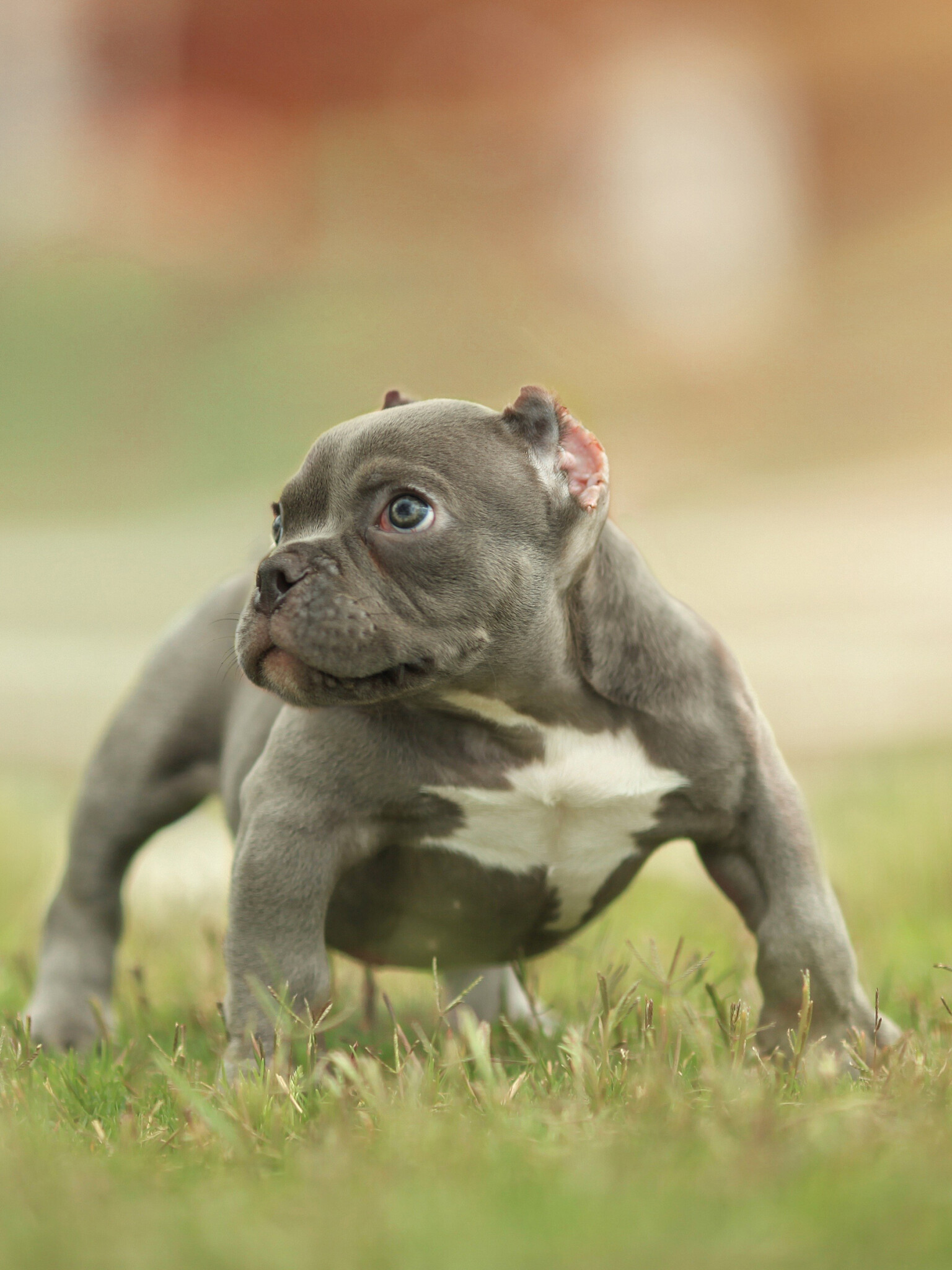 American Bully, Puppies Wallpaper, 1540x2050 HD Phone