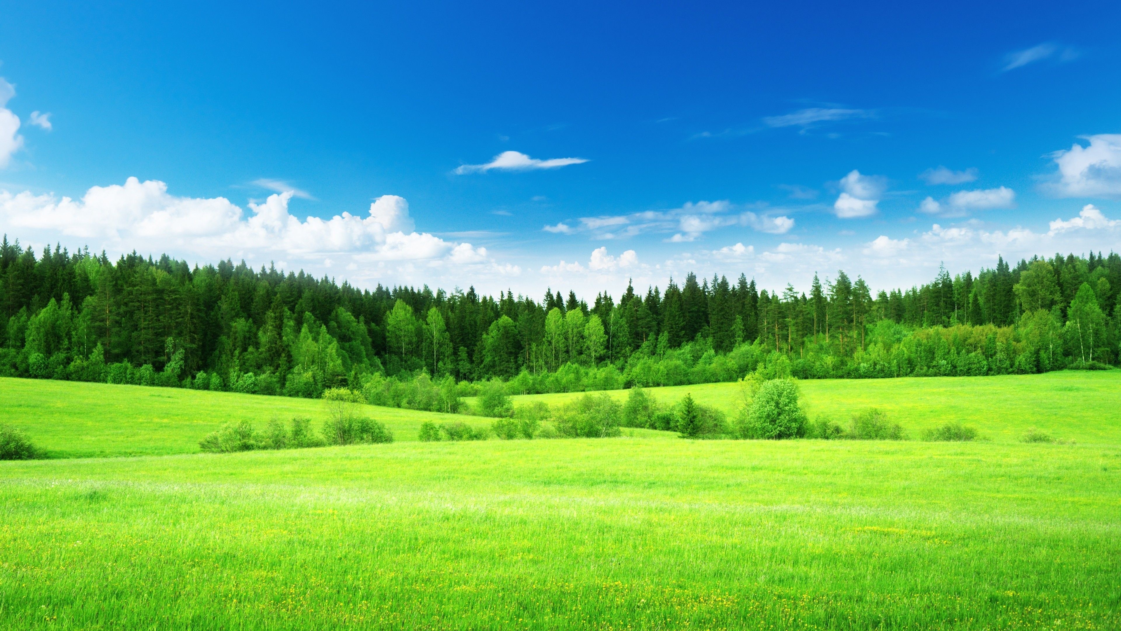 lush green grass meadow, dense evergreen pine forest, blue sky cumulus clouds, 4K Desktop wallpaper