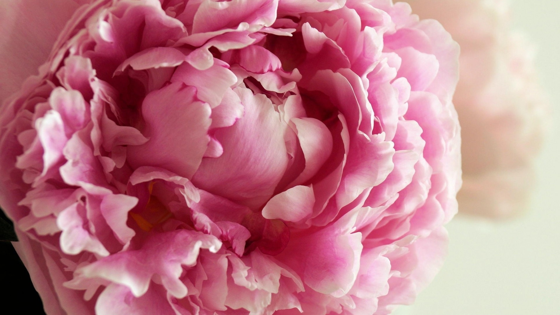 Hot pink peony bloom, Ruffled curled petals, Soft cream background, Full HD Desktop wallpaper