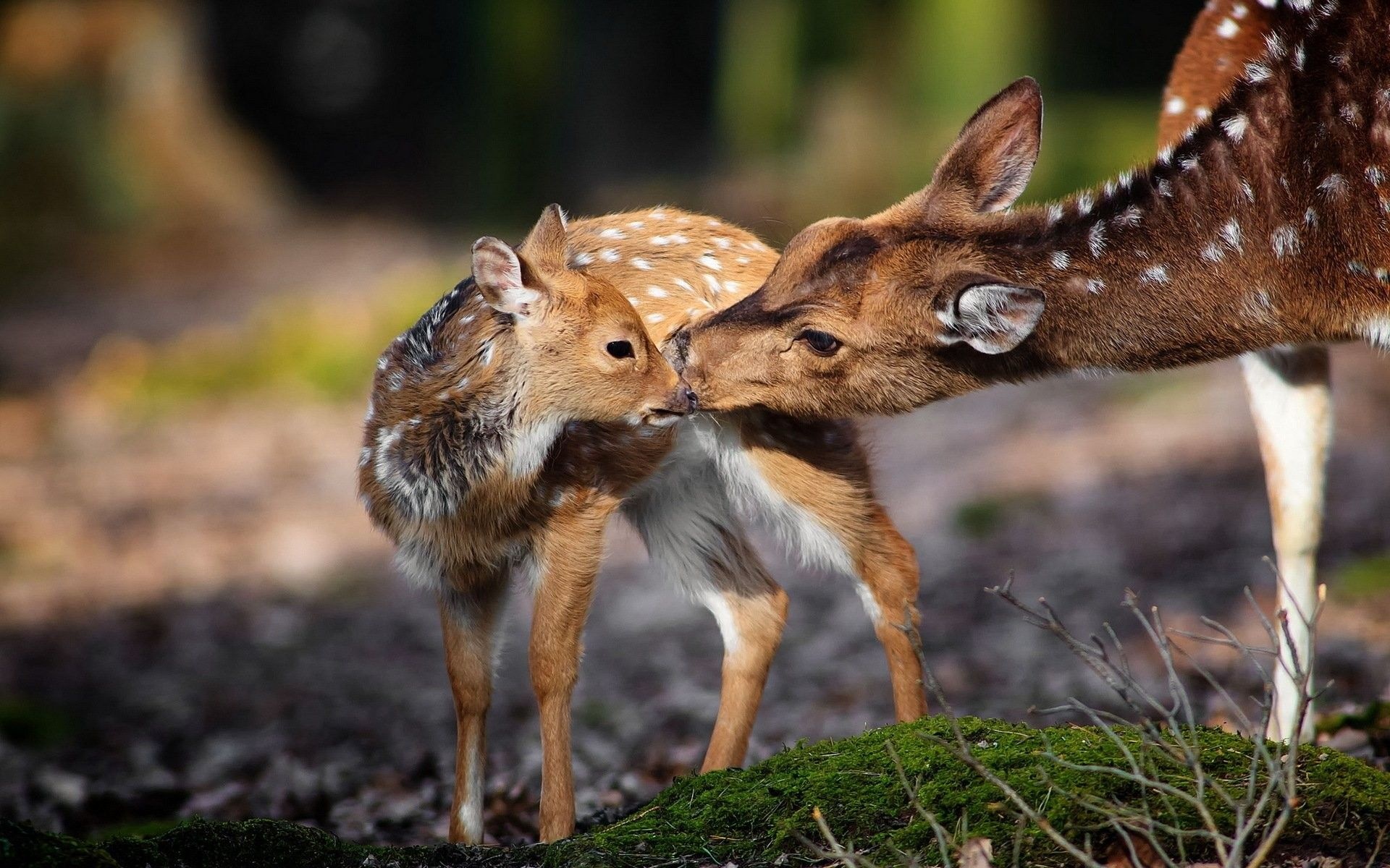 Deer deer wallpaper, Animal wallpaper, 1920x1200 HD Desktop