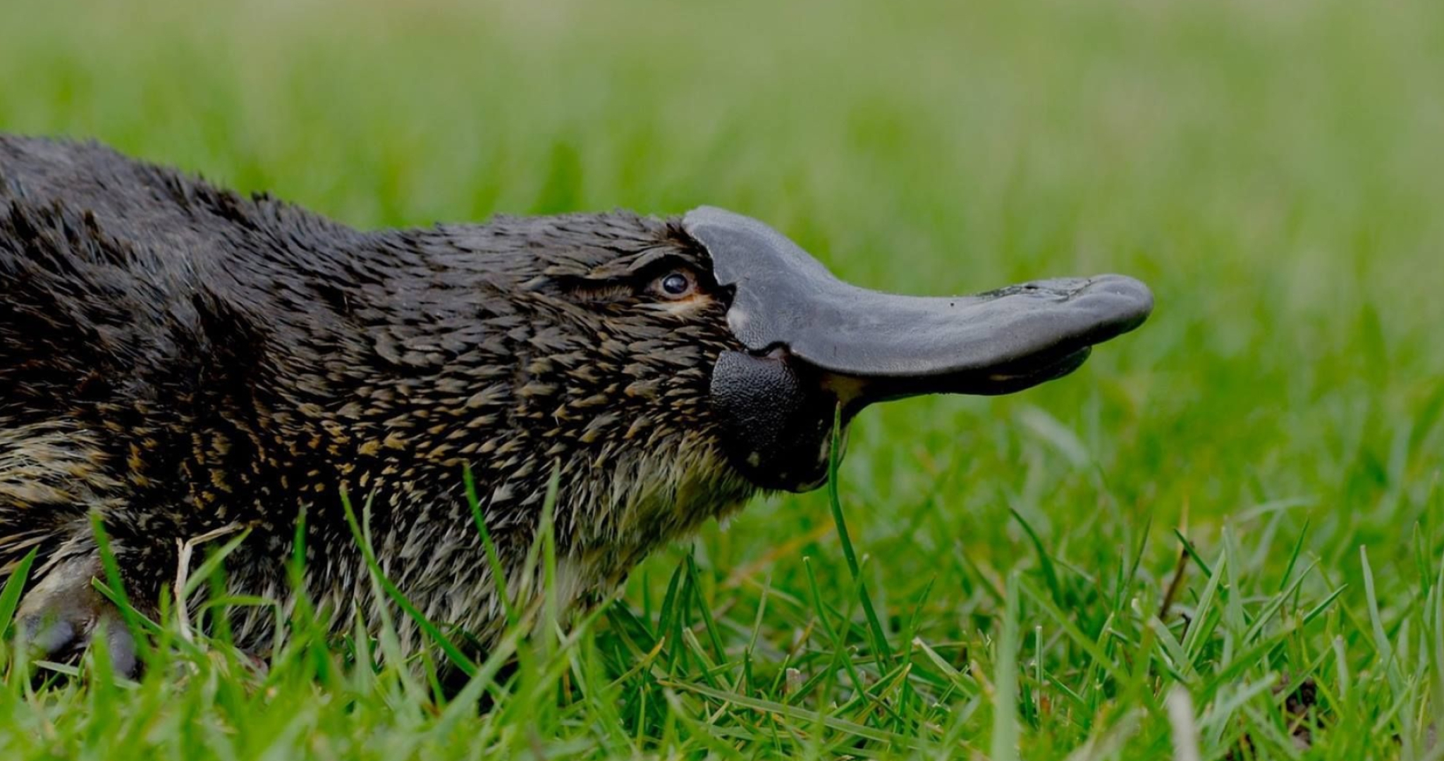 Platypus, Australian native wildlife, Diverse habitat, Unique species, 2050x1080 HD Desktop