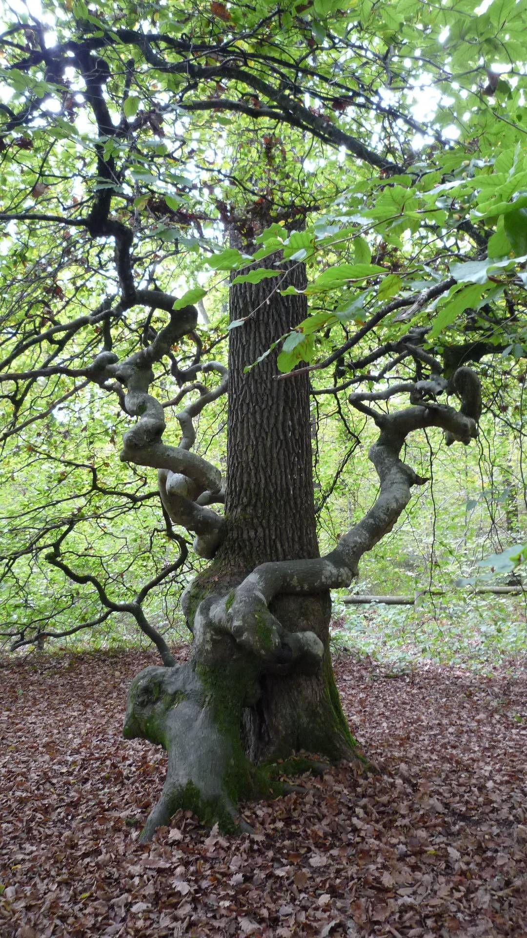 Dwarf beech, Beech Tree Wallpaper, 1080x1920 Full HD Phone