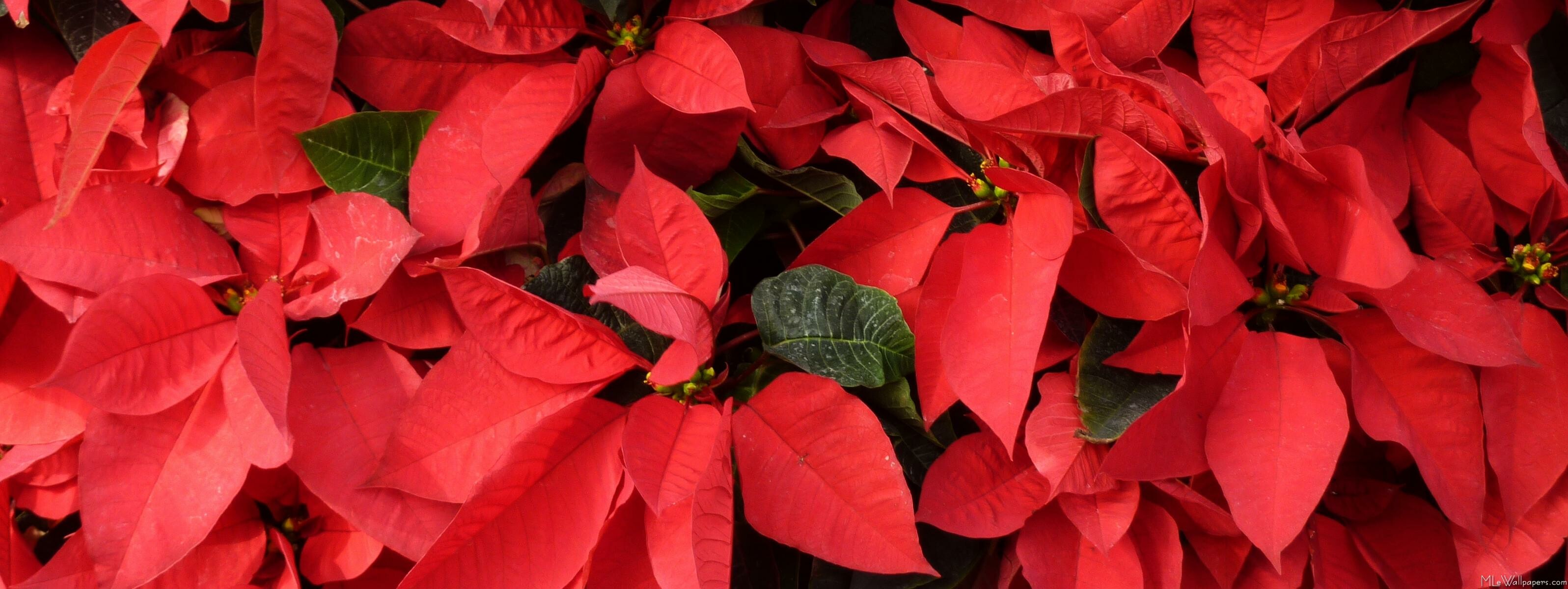 Red poinsettias, MLE Wallpapers II, 3200x1200 Dual Screen Desktop