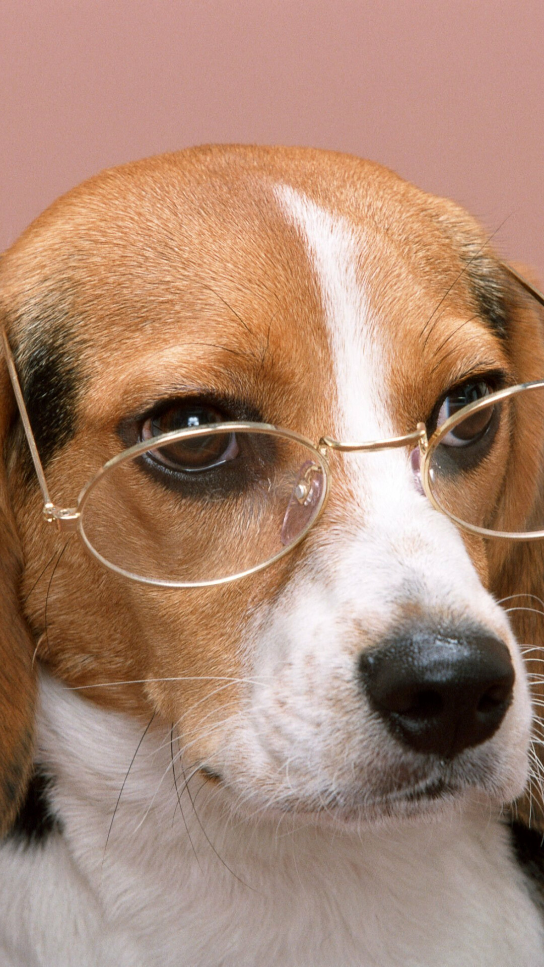 Beagle, Dog colored background, Puppy snout, Glasses beagle, 1080x1920 Full HD Phone