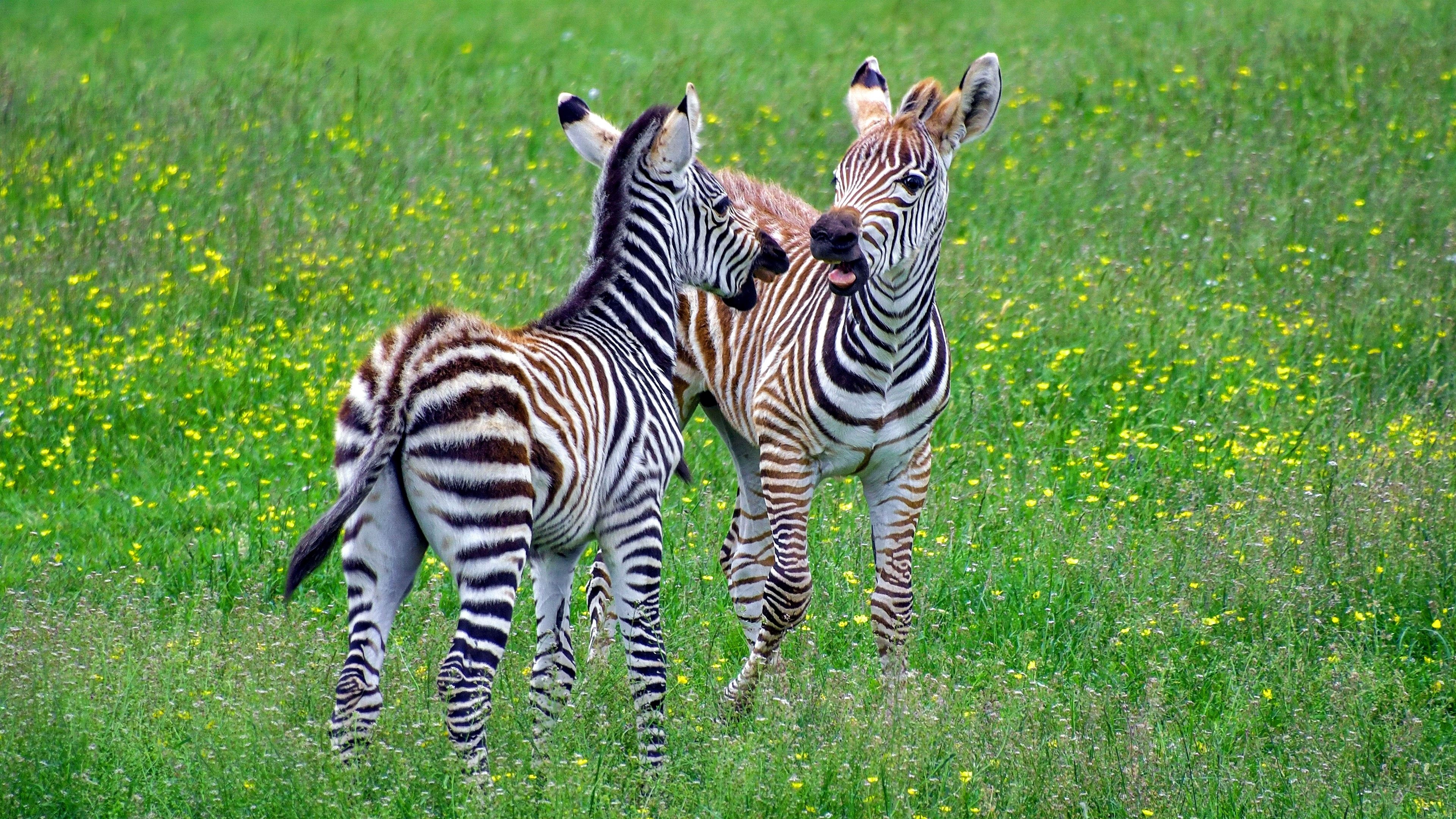 Siblings, Zebras Wallpaper, 3840x2160 4K Desktop