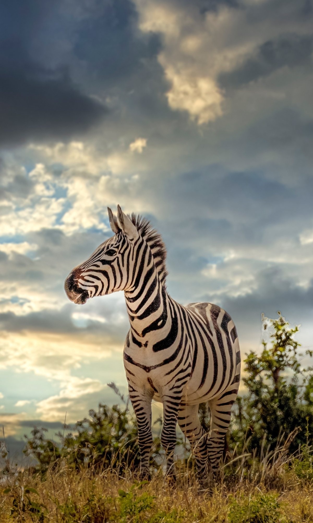 Wild savannah, Equine features, Grazer species, Nature's creation, 1200x2000 HD Phone