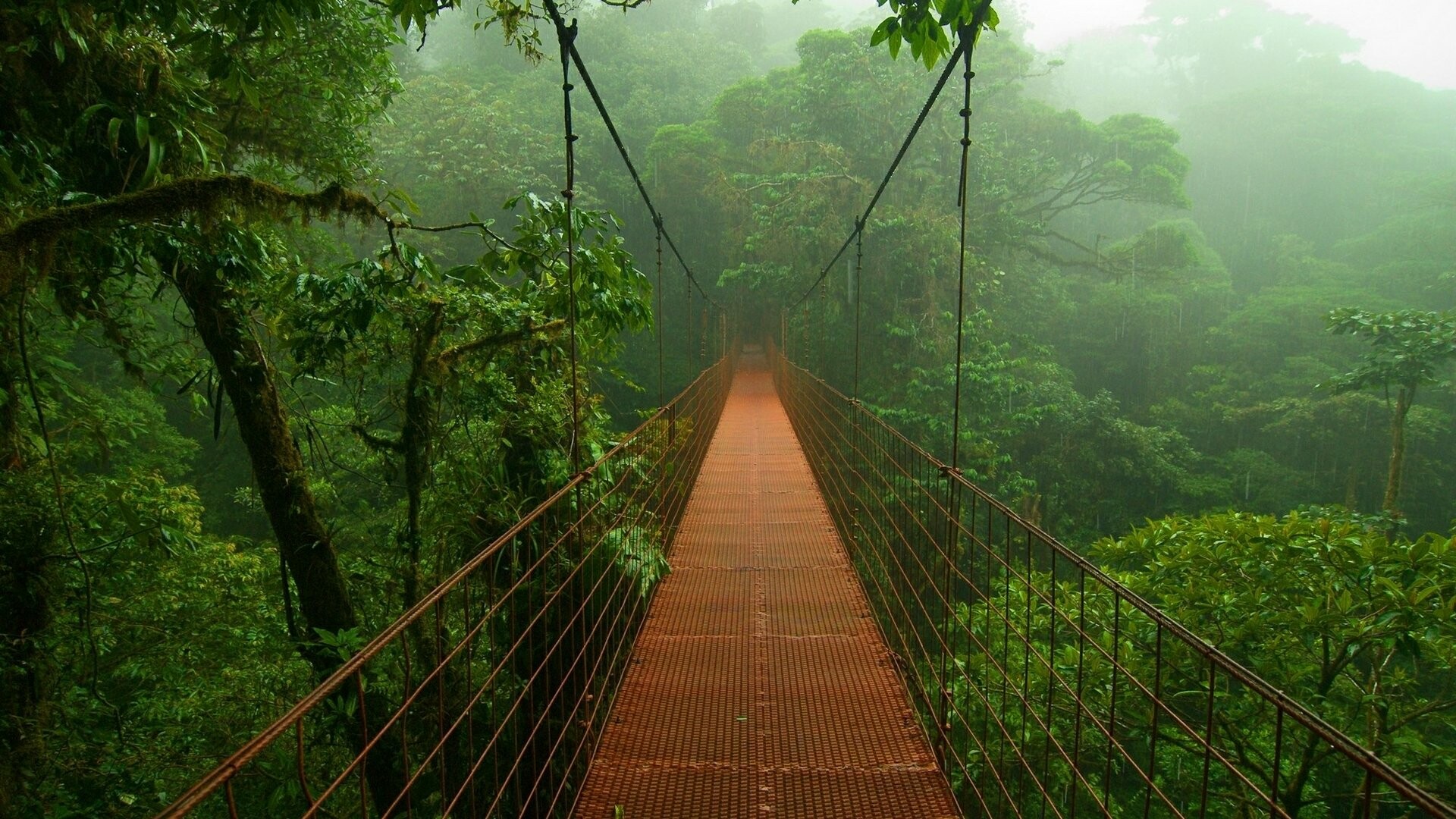 Canopy walkway, Rainforests Wallpaper, 1920x1080 Full HD Desktop