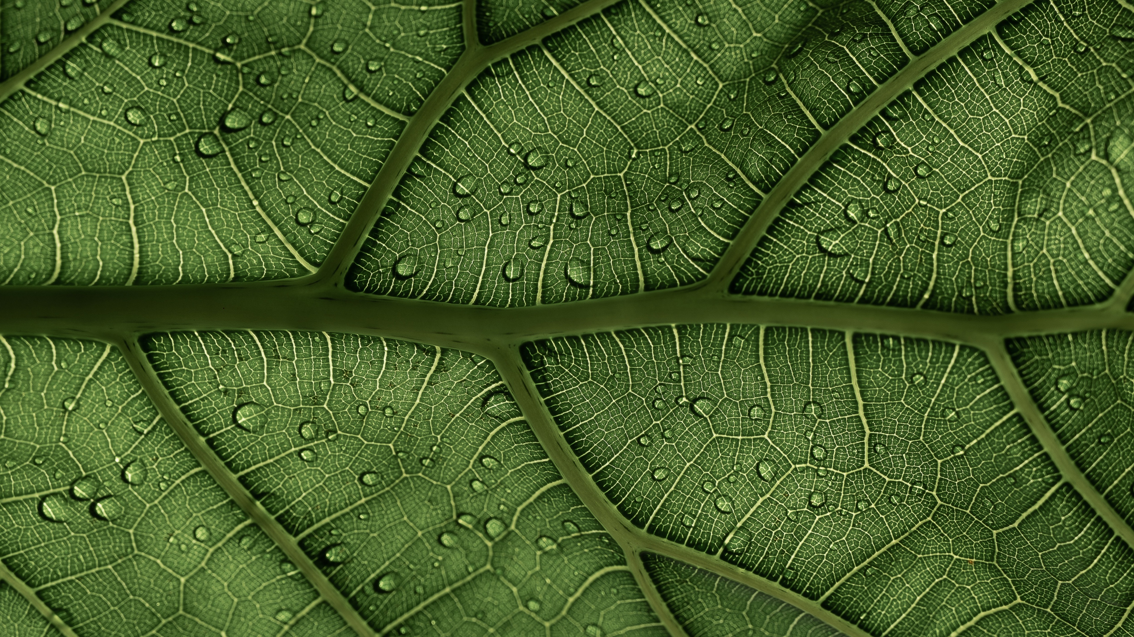 Green Leaf, Green leaf wallpaper, Veins pattern, Water drops macro, 3840x2160 4K Desktop