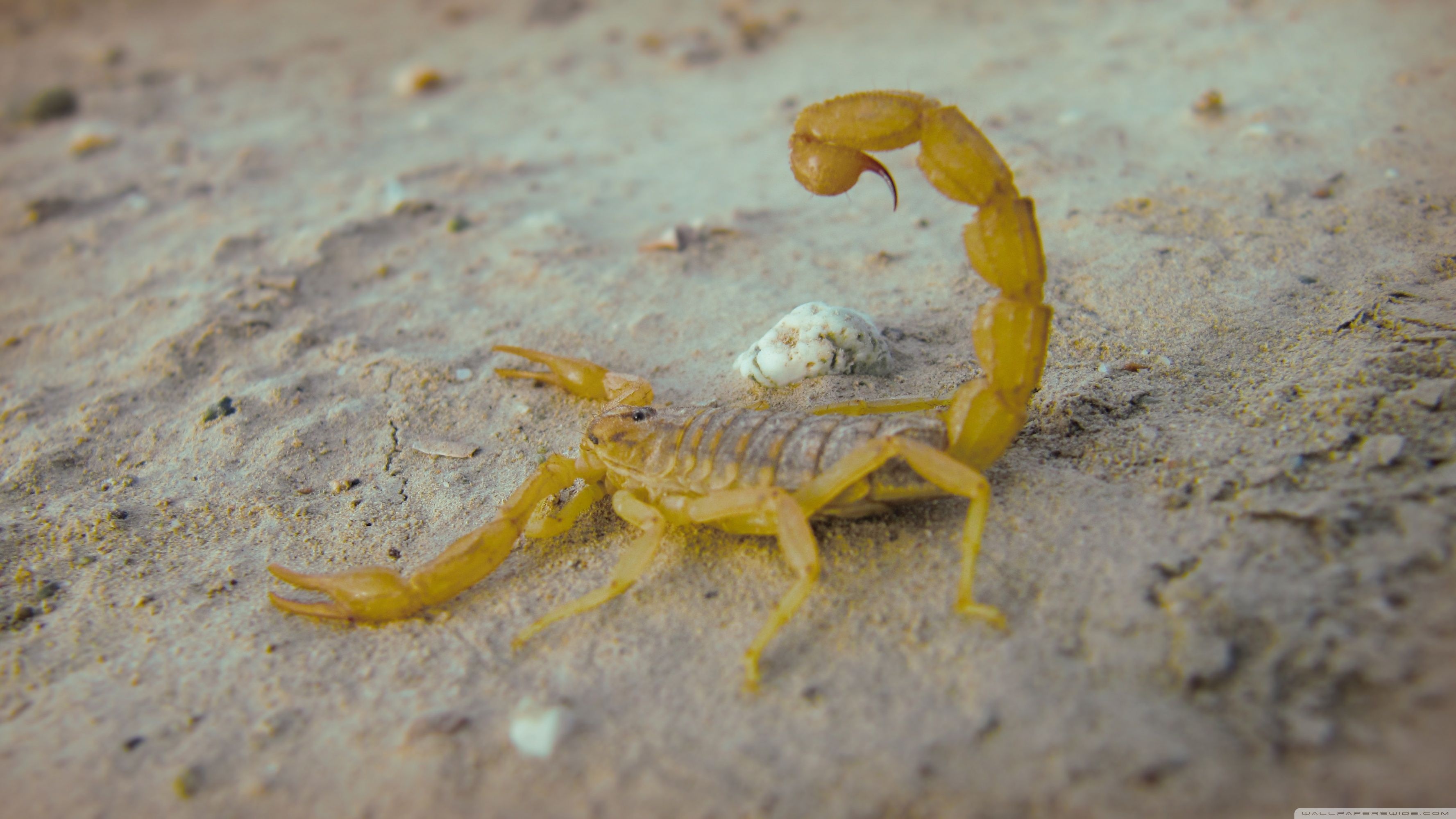 Mesobuthus, Scorpions Wallpaper, 3560x2000 HD Desktop