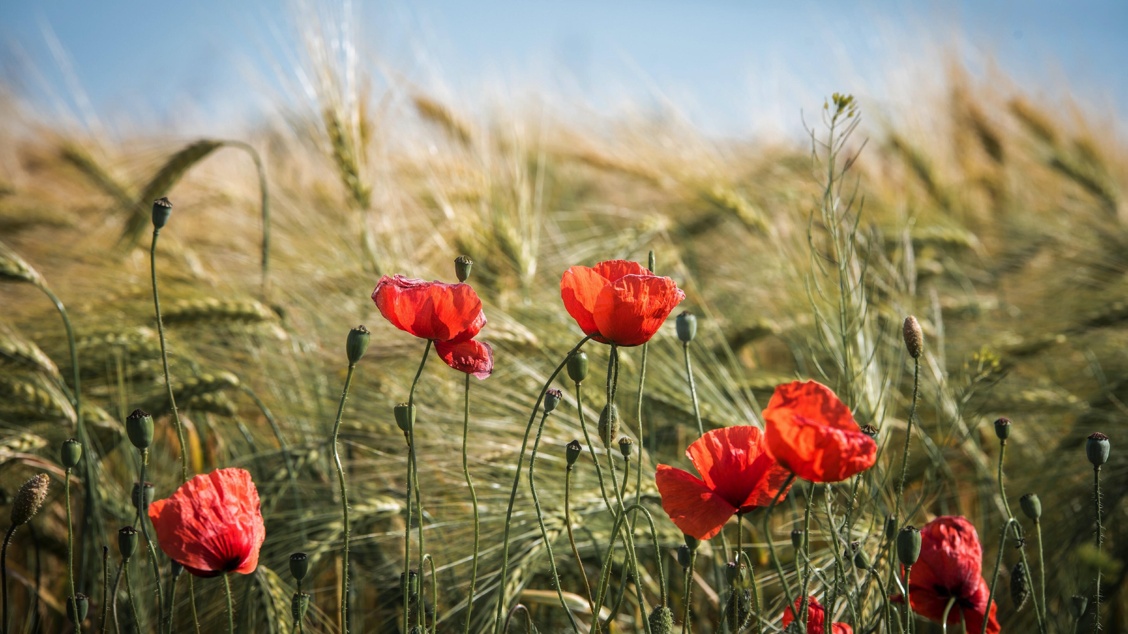 Poppy flower, Summer meadow, Nature's beauty, Vibrant colors, 3840x2160 4K Desktop