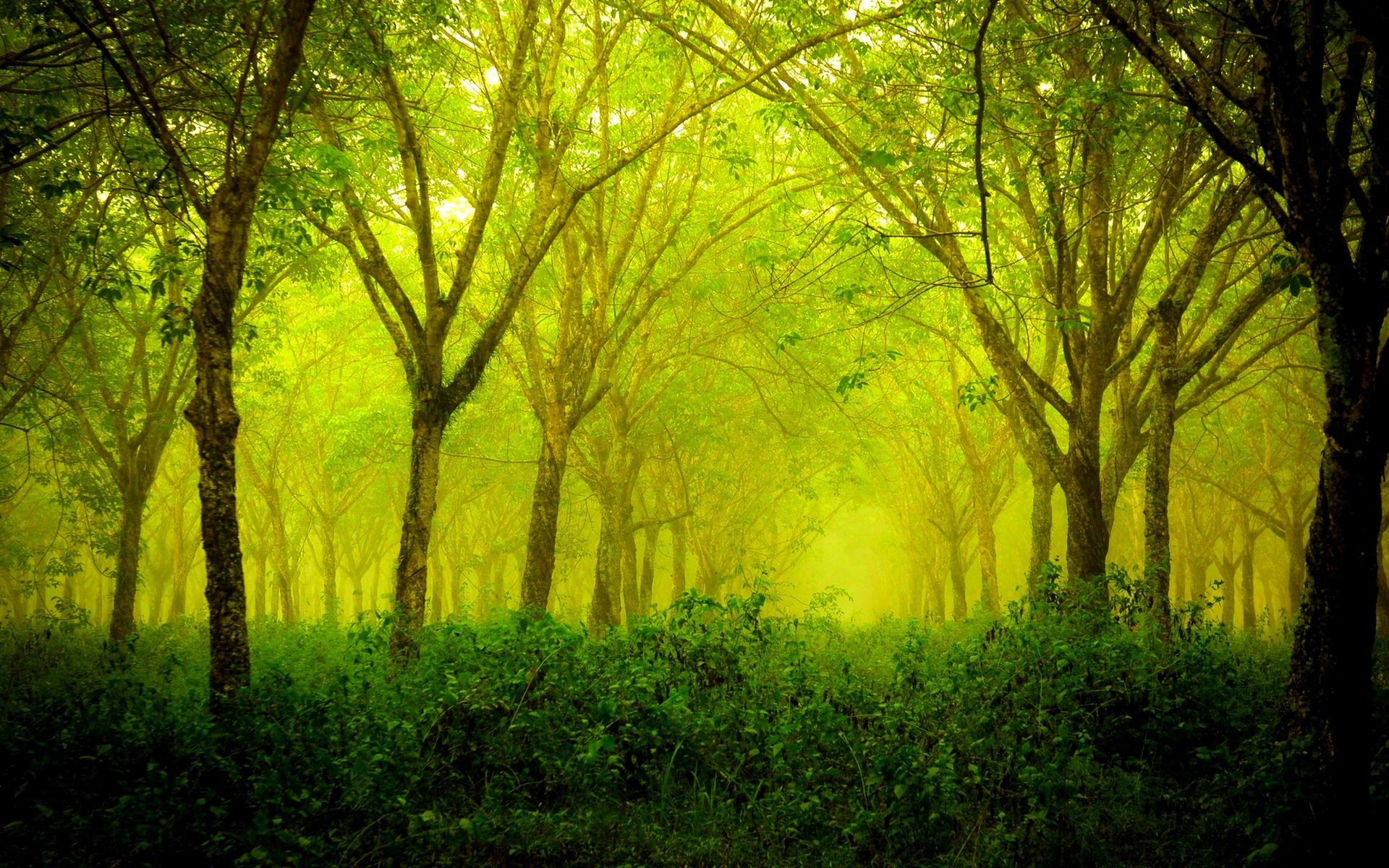 Green Forest, Alternative reality, Wallpapers, 1920x1200 HD Desktop