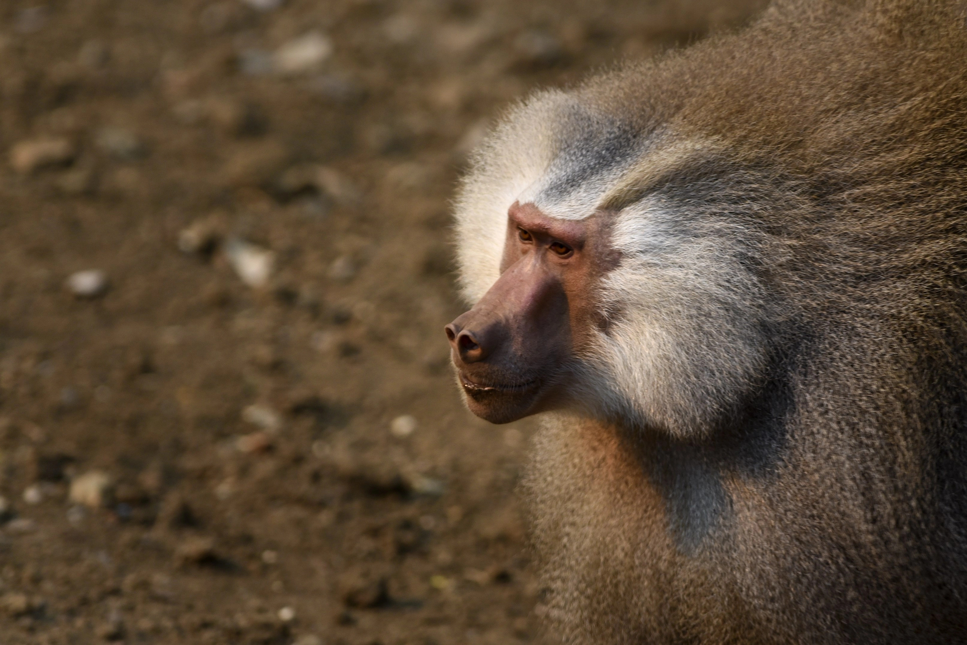 Baboons in Zimbabwe, Radio station interruption, Wildlife encounter, African wildlife, 3230x2160 HD Desktop