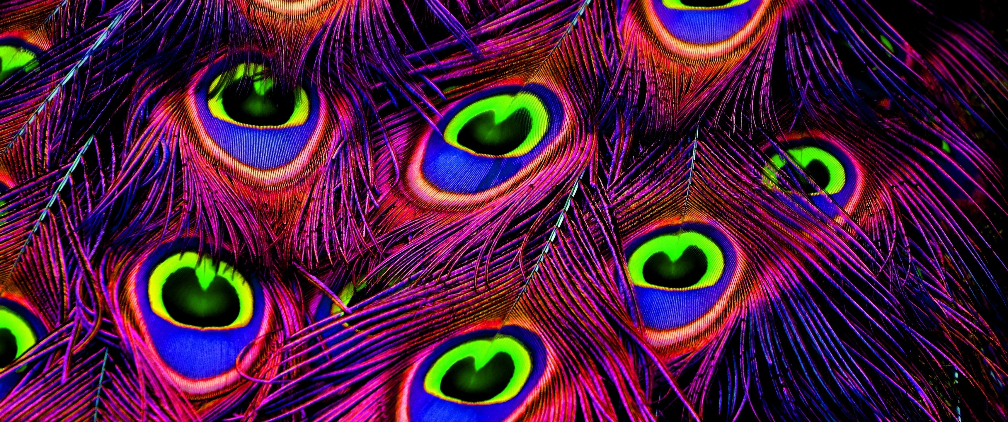 Peacock feather eyespot, Fluorescent plumage barbs, Neon magenta peacock feathers, Dual Screen Desktop wallpaper