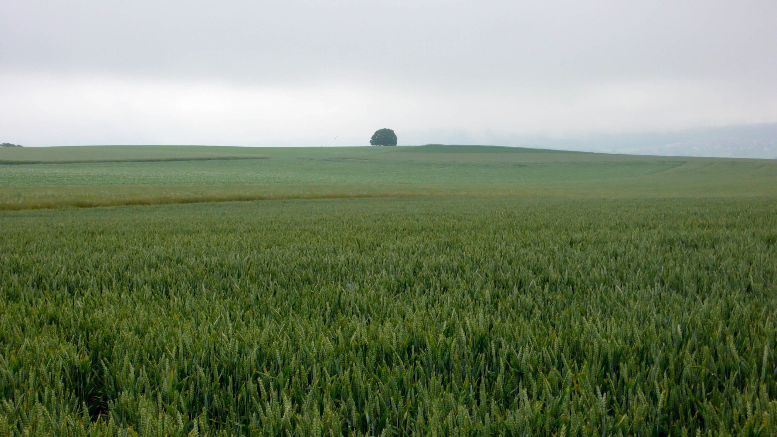 lone tree on horizon, green wheat field, overcast grey sky, HD Desktop wallpaper