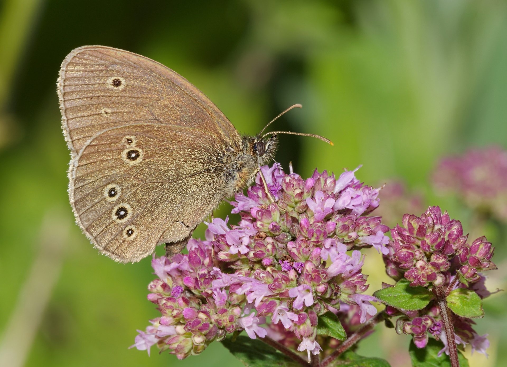 Butterfly, Oregano Wallpaper, 1920x1400 HD Desktop