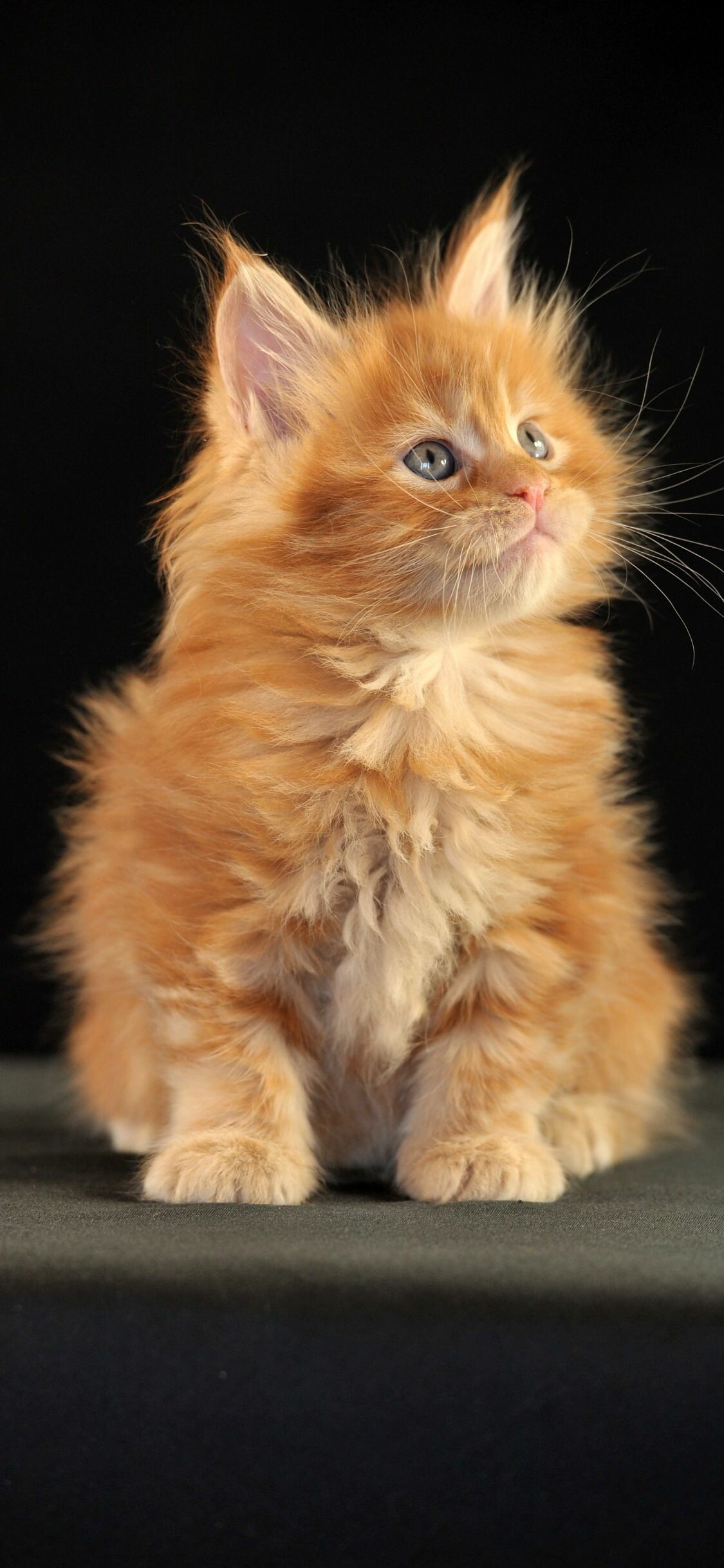 Ginger delight, Striking Maine Coon, Vibrant backgrounds, Aesthetic appeal, 1130x2440 HD Phone