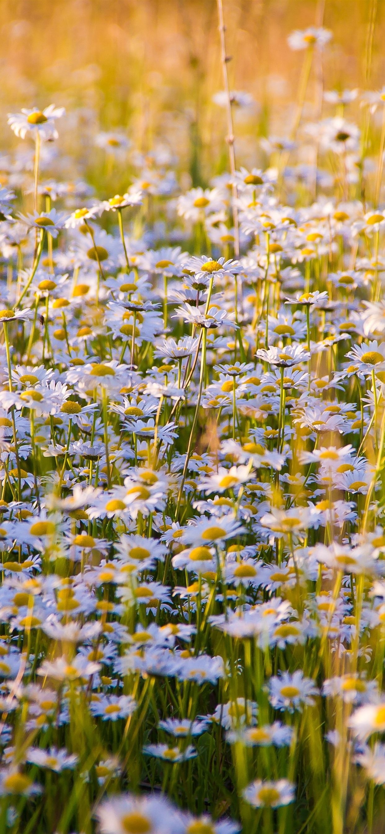 Flower field iPhone wallpapers, Flower power, Mobile beauty, Floral delight, 1250x2690 HD Phone