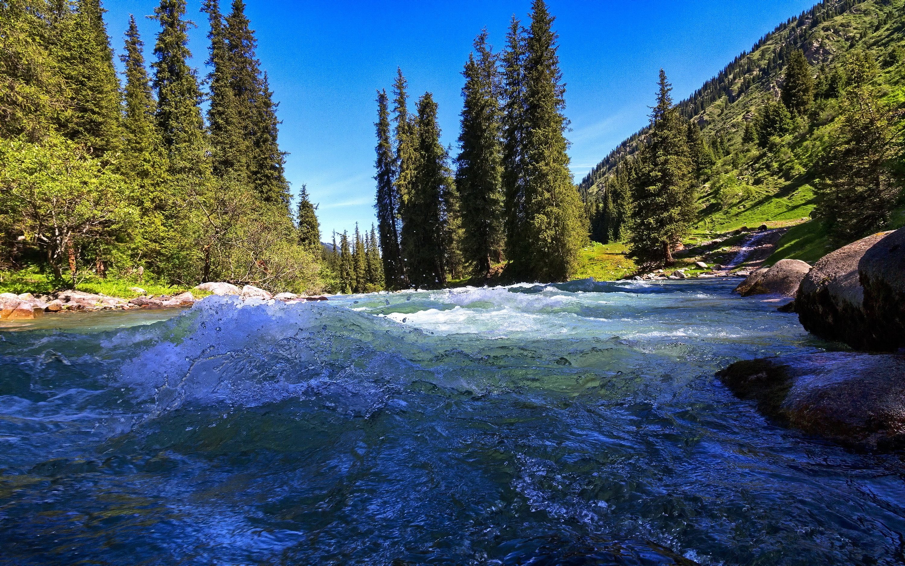 Altyn Arashan trees, Karakol spruce, Kyrgyzstan river, High quality, 3000x1880 HD Desktop