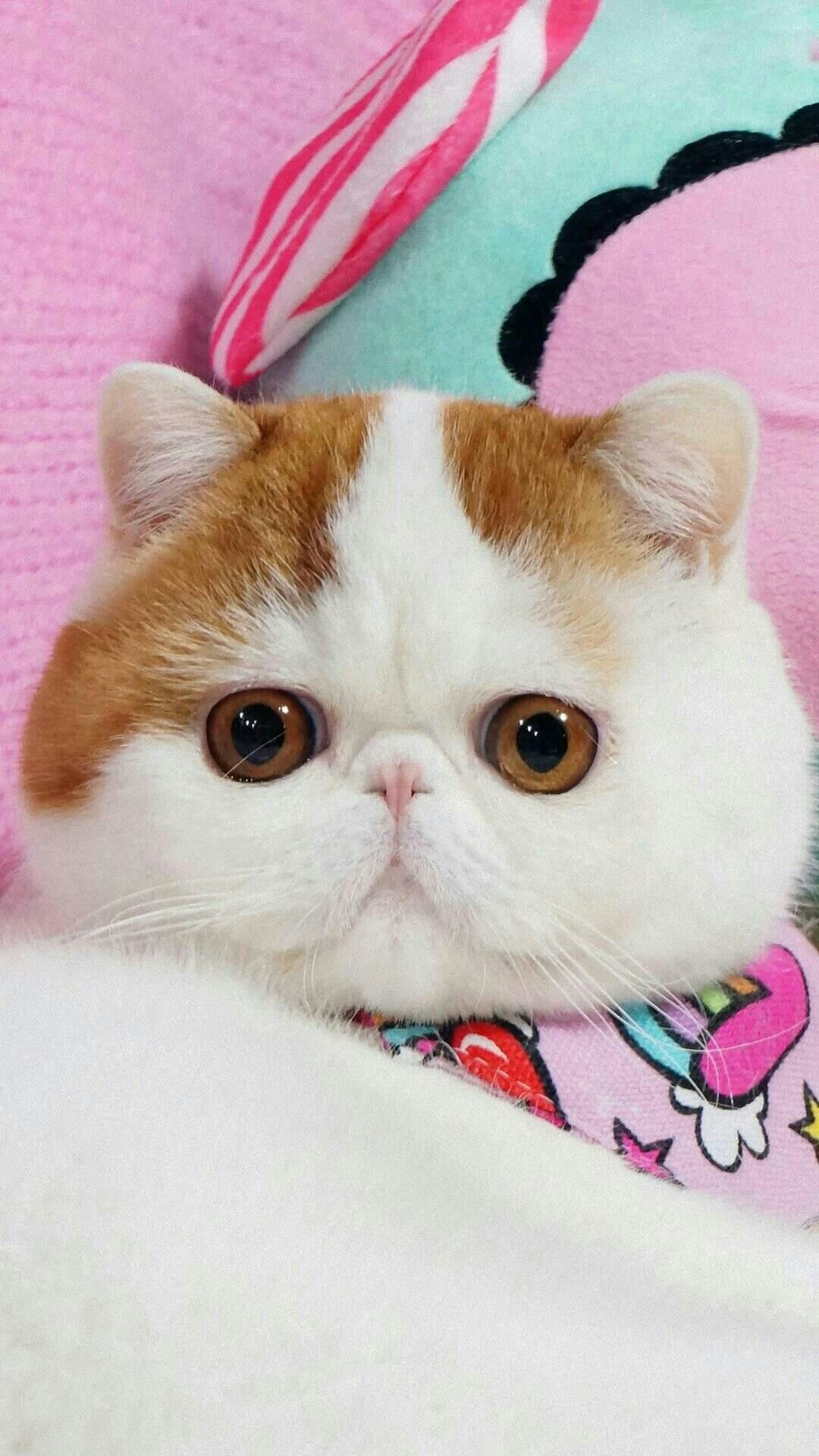 Exotic Shorthair Cat, France Laure Cochard, Animals, Cute cats, 1080x1920 Full HD Phone