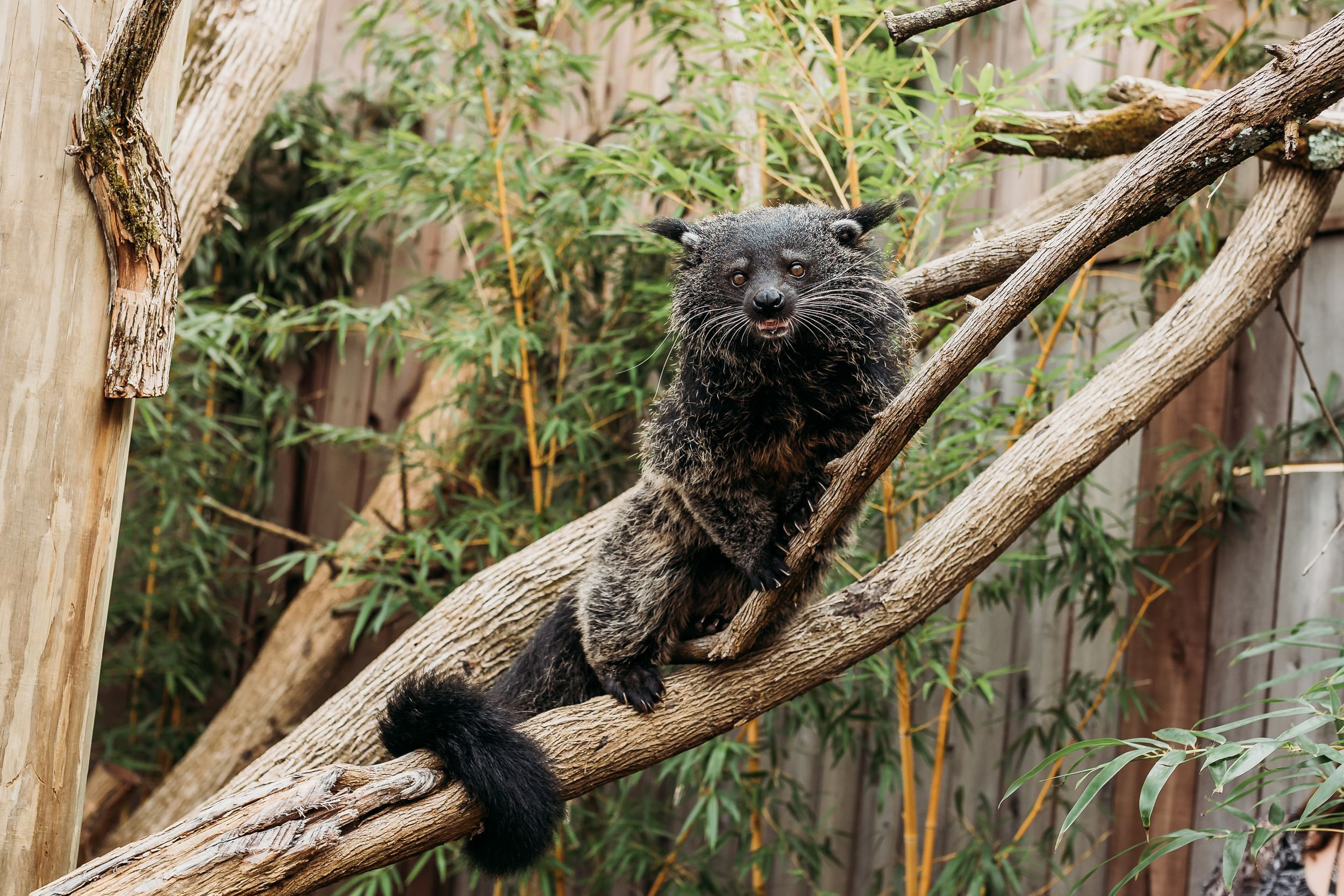 Binturong species, Ark Encounter resident, Unique odor, Forest canopy dweller, 2500x1670 HD Desktop