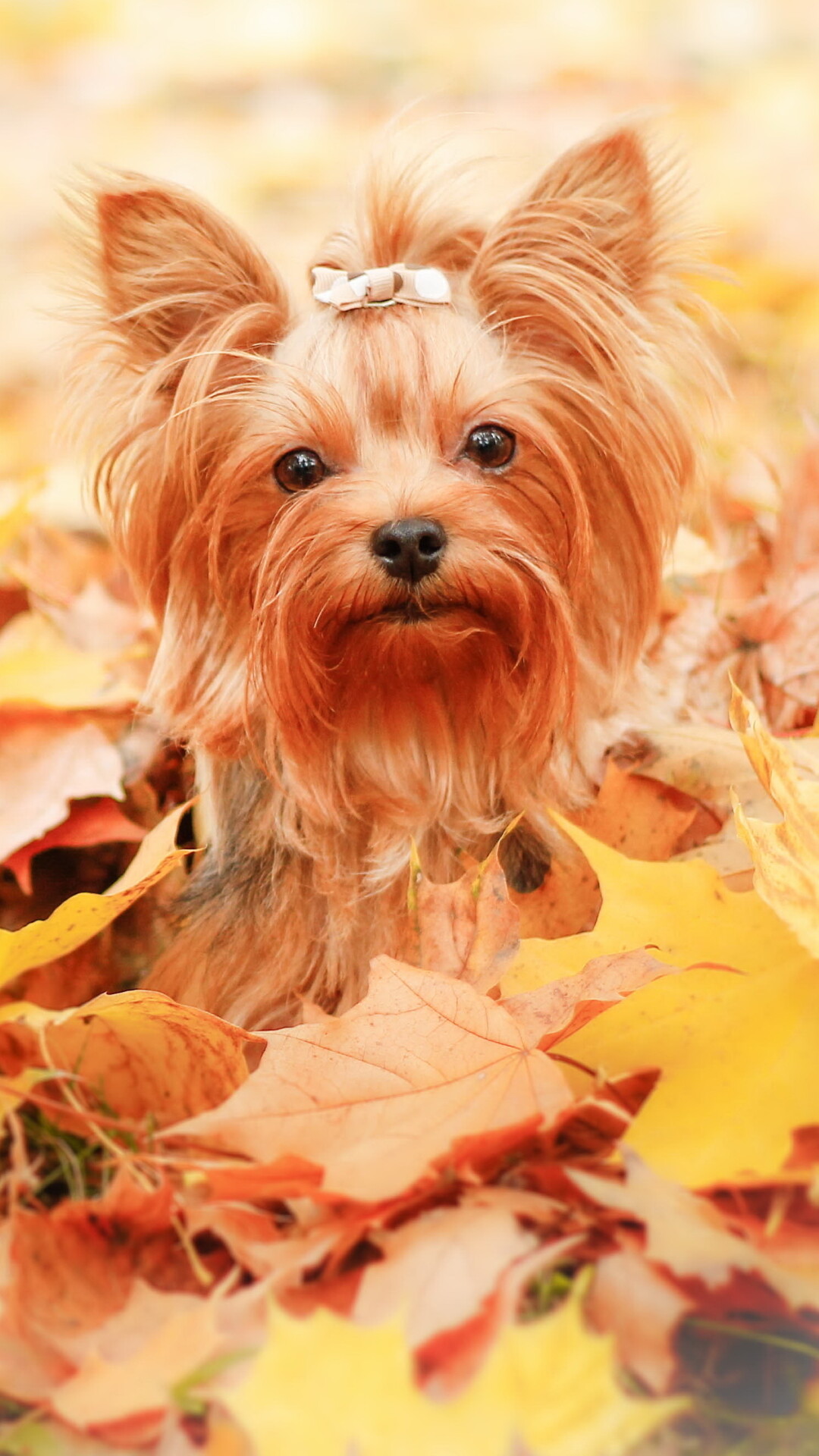 Animal, Yorkshire Terrier, 1080x1920 Full HD Phone