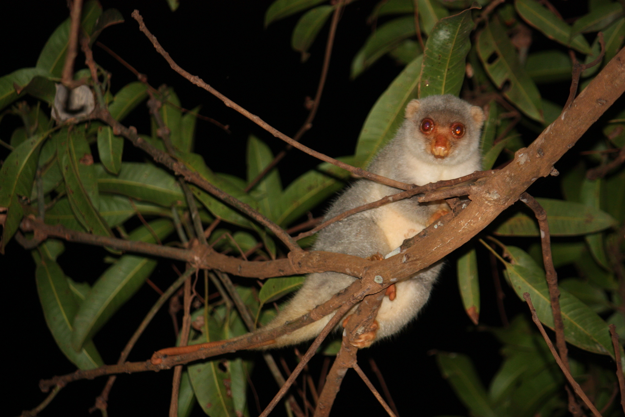 Common spotted cuscus, Spilocuscus maculatus, Fascinating marsupial, Wildlife photography, 2050x1370 HD Desktop