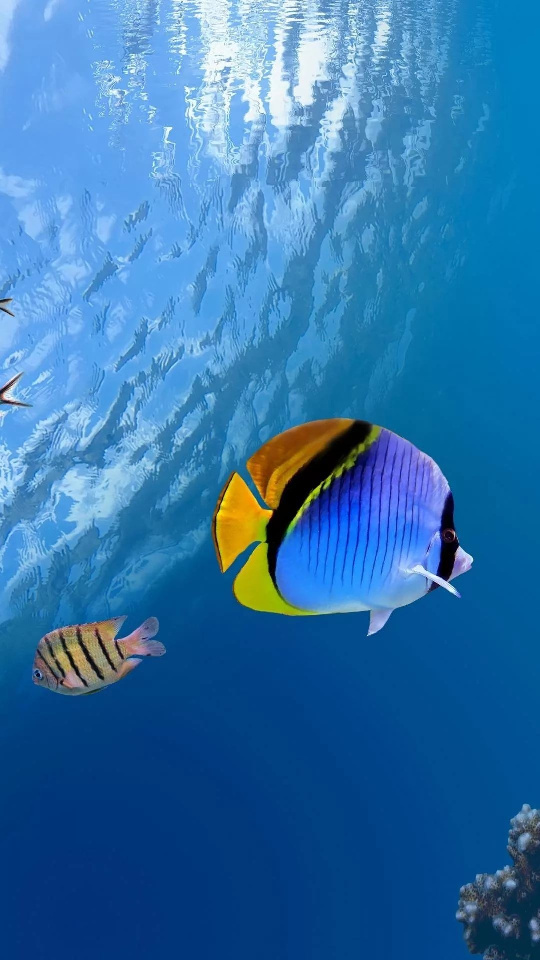 Abstract fish wallpapers, Artistic and creative, Unique fish designs, Striking backgrounds, 1080x1920 Full HD Phone
