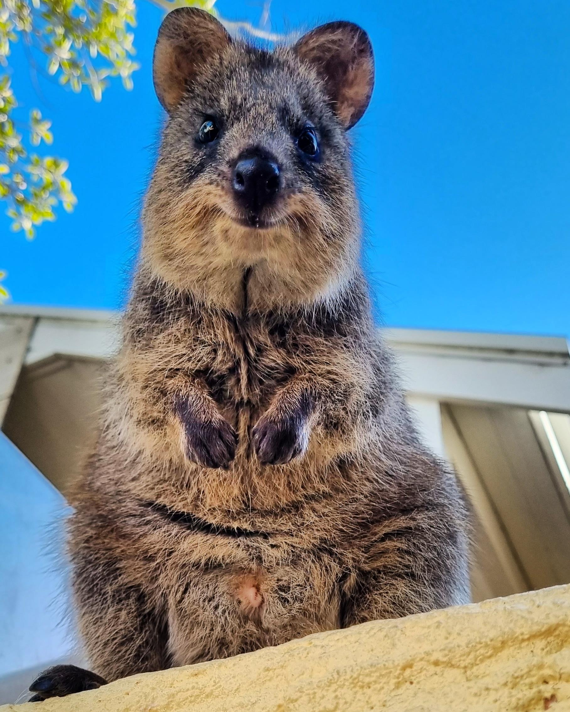 Adorable quokkas, Captivating wildlife, Smile in nature, Playful creatures, 1820x2270 HD Phone