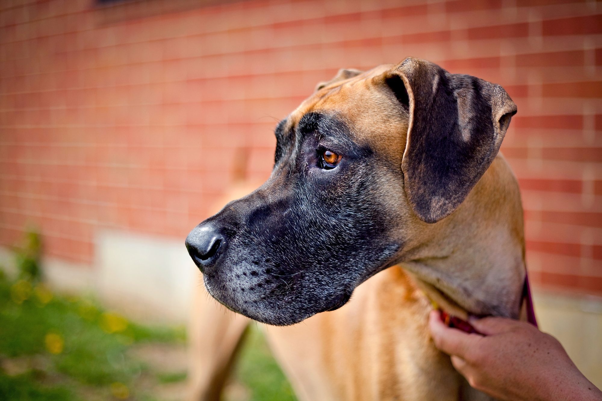 Great Dane, Unique names, Perfect for your Dane, Daily Paws, 2000x1340 HD Desktop