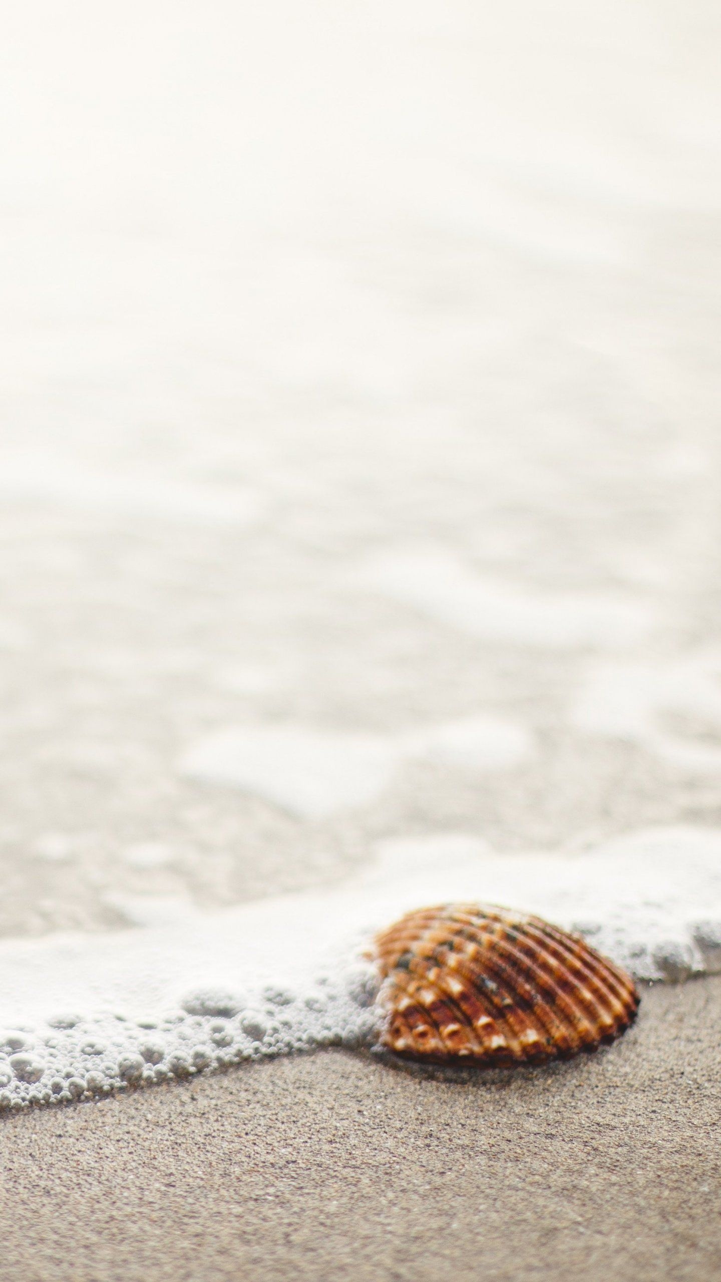 Shell Wallpapers, Backgrounds, Wallpaper, HD, 1440x2560 HD Phone