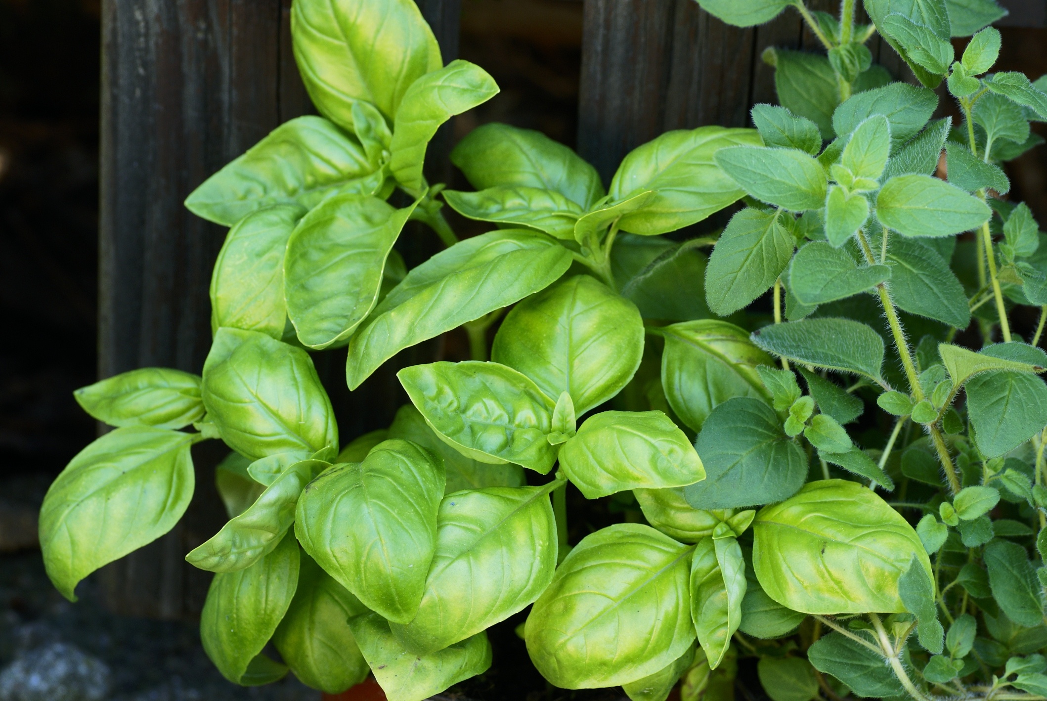 Basil plant, Pest infestation, Plant health, Miticides, 2120x1420 HD Desktop