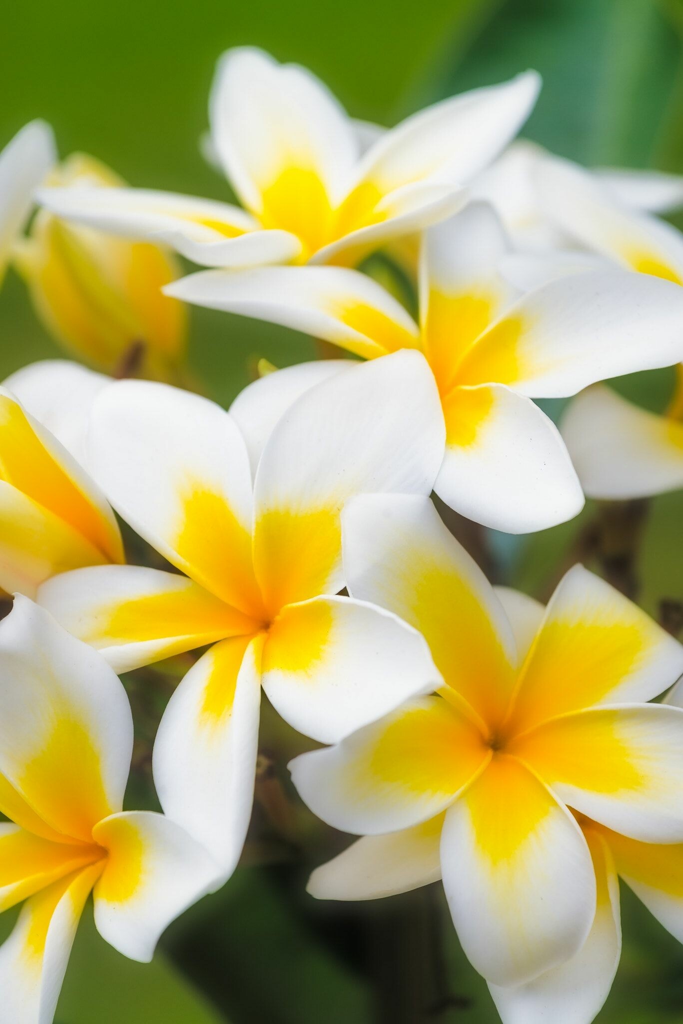 Nature's blossoms, Floral wonderland, Blooming paradise, Fragrant delights, 1370x2050 HD Phone