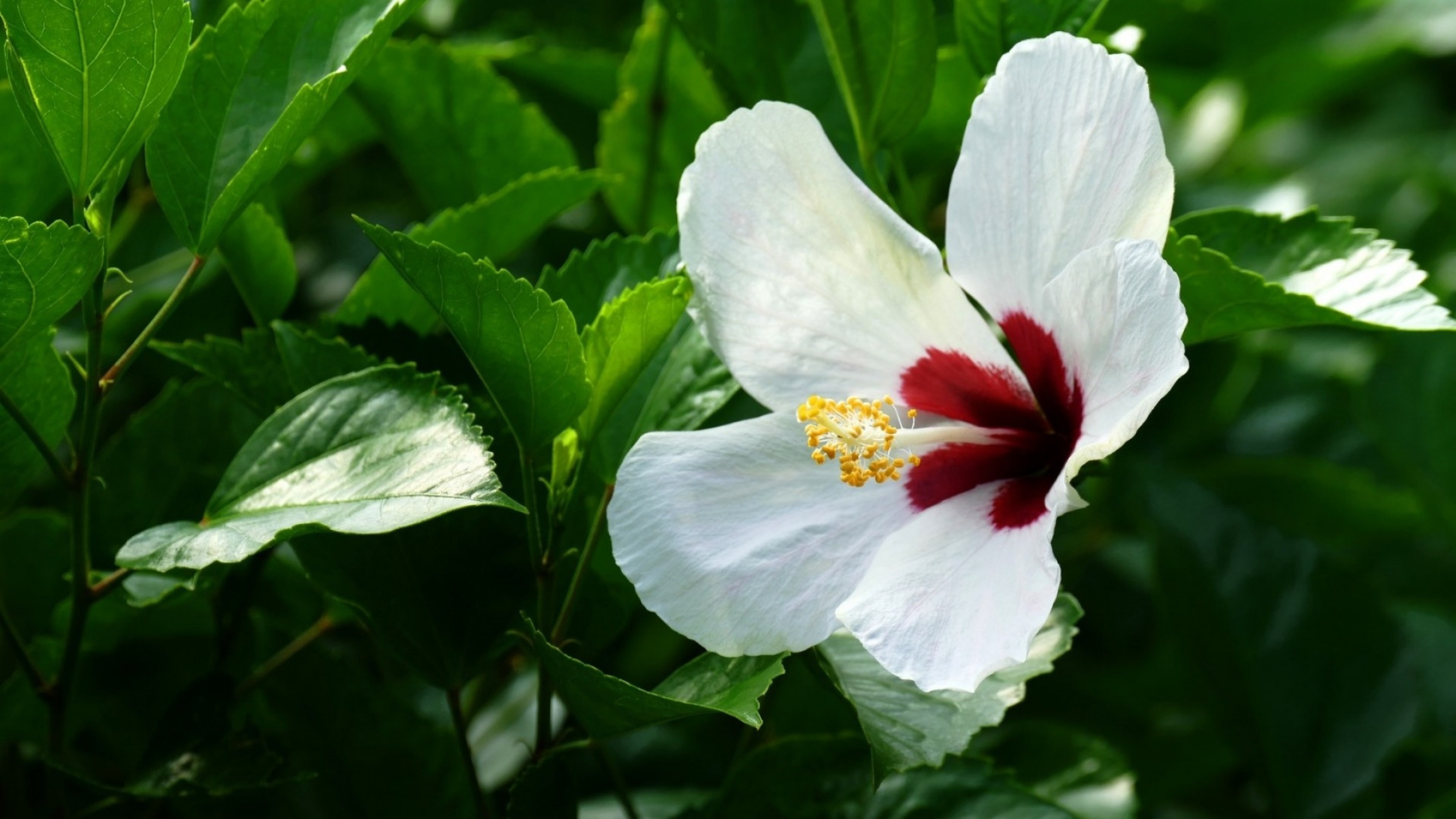 Hawaiian Flower, Hibiscus beauty, 4K wallpaper, Stunning nature, 3840x2160 4K Desktop