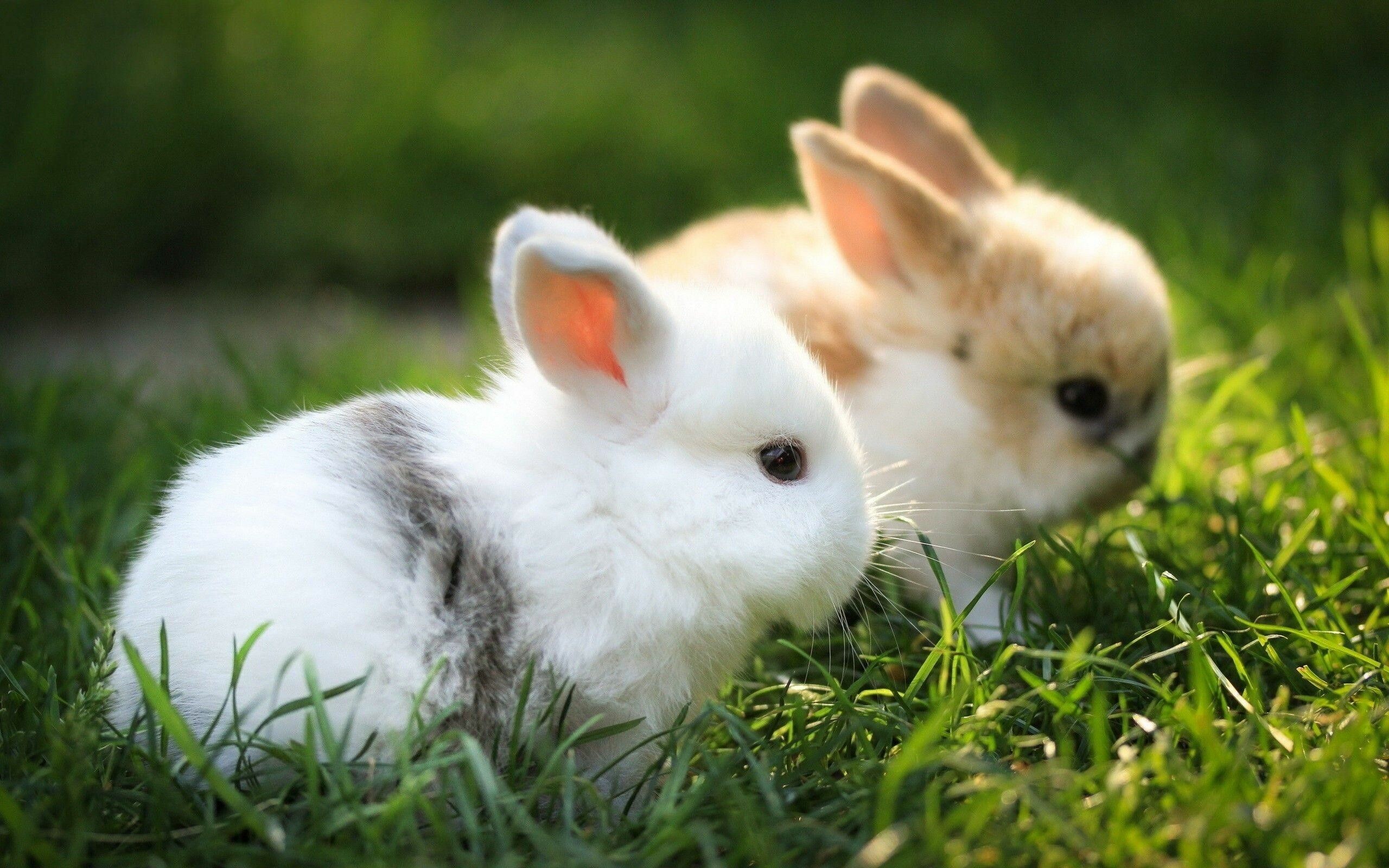 Siblings, Rabbits Wallpaper, 2560x1600 HD Desktop