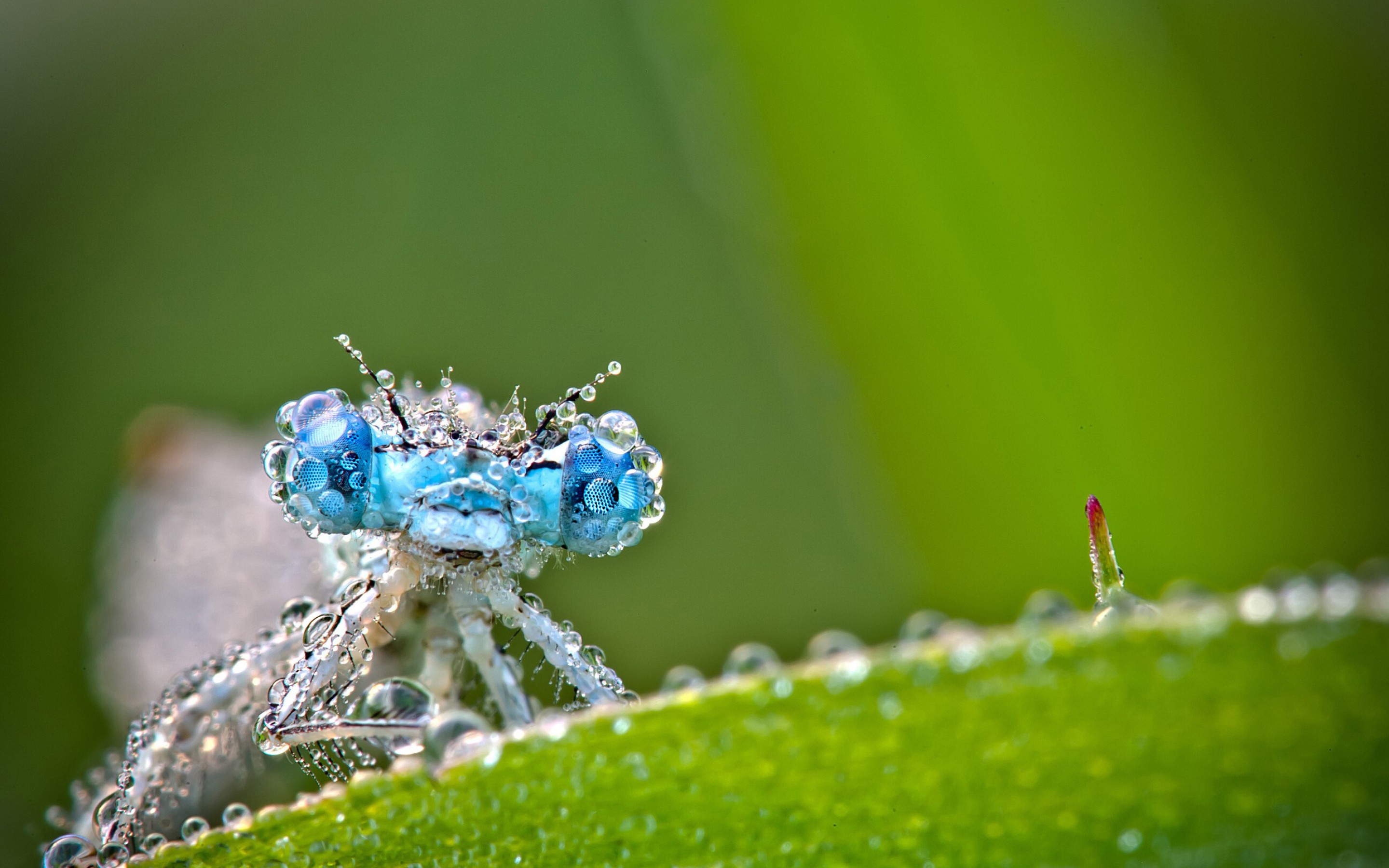 Dragonfly wallpaper, Animal wallpapers, 2880x1800 HD Desktop