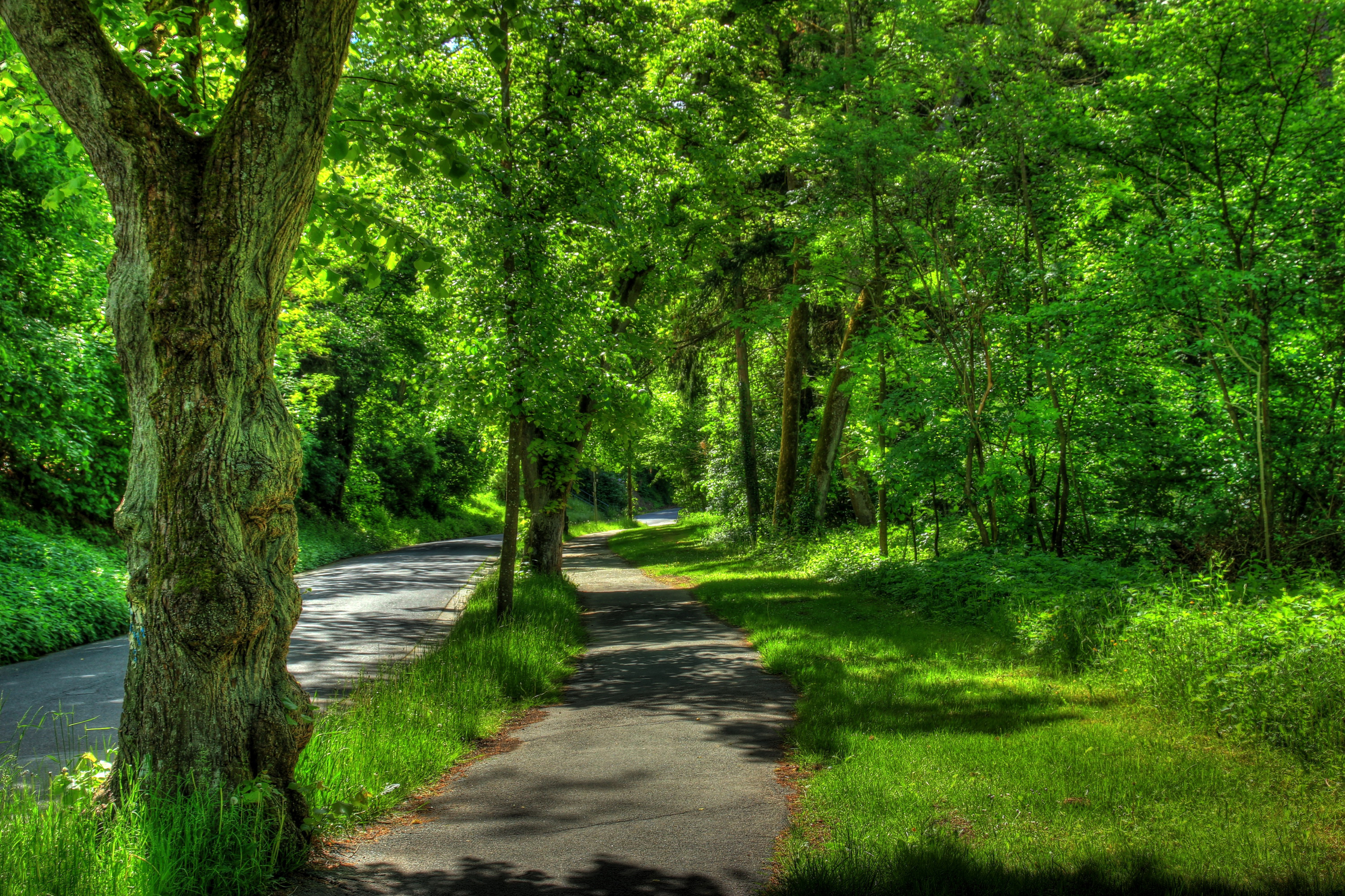 sunlit paved walking path, curved asphalt country road, gnarled mature tree trunk, HD Desktop wallpaper