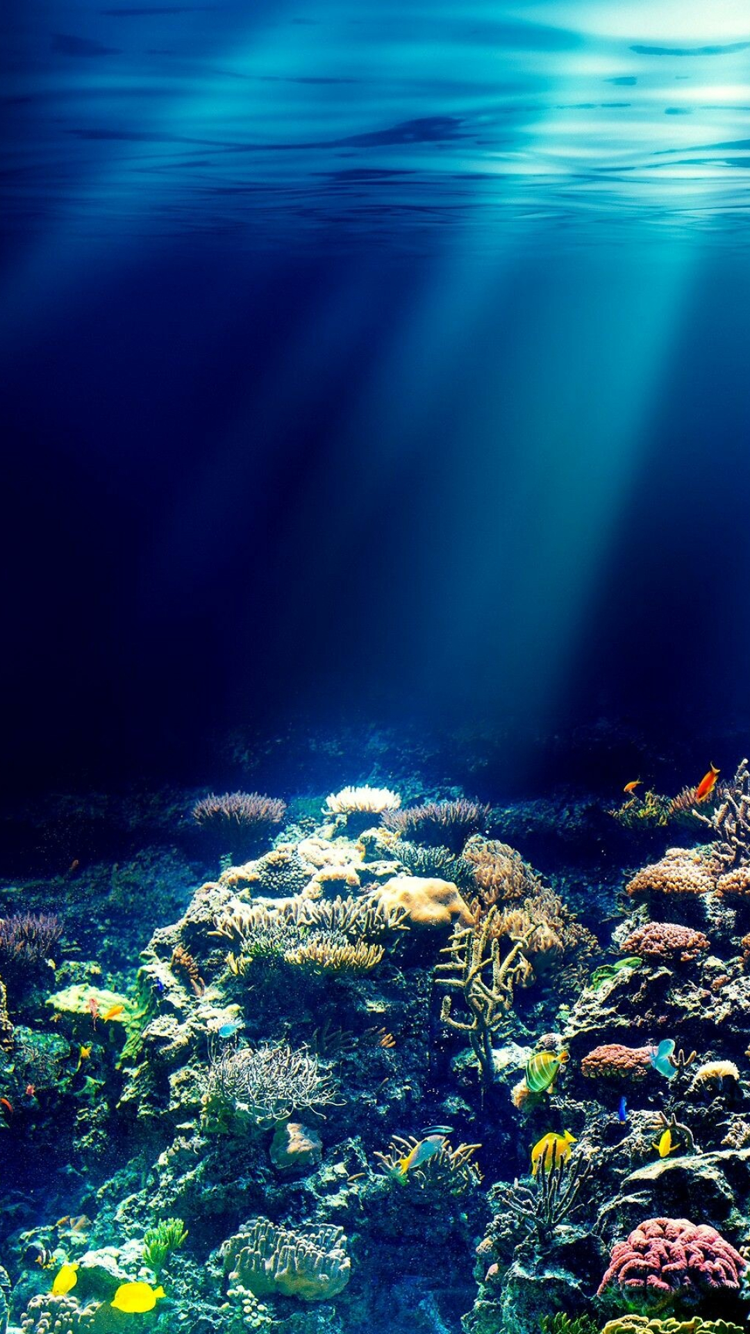 Coral reef iPhone, Top free backgrounds, Nature, Wallpapers, 1080x1920 Full HD Phone
