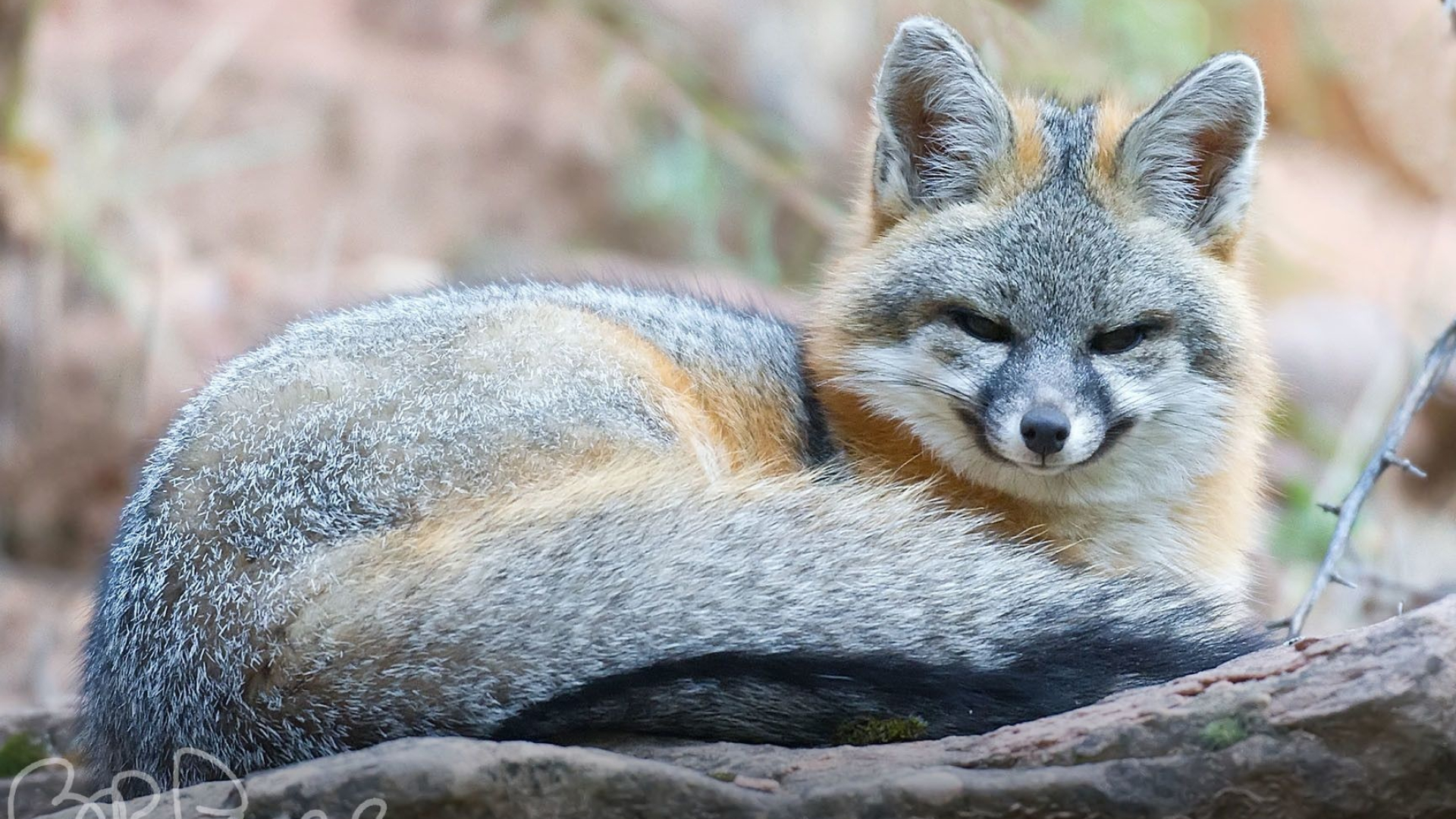 Gray Fox, Wild animal, Nature's camouflage, Mysterious creature, 1920x1080 Full HD Desktop