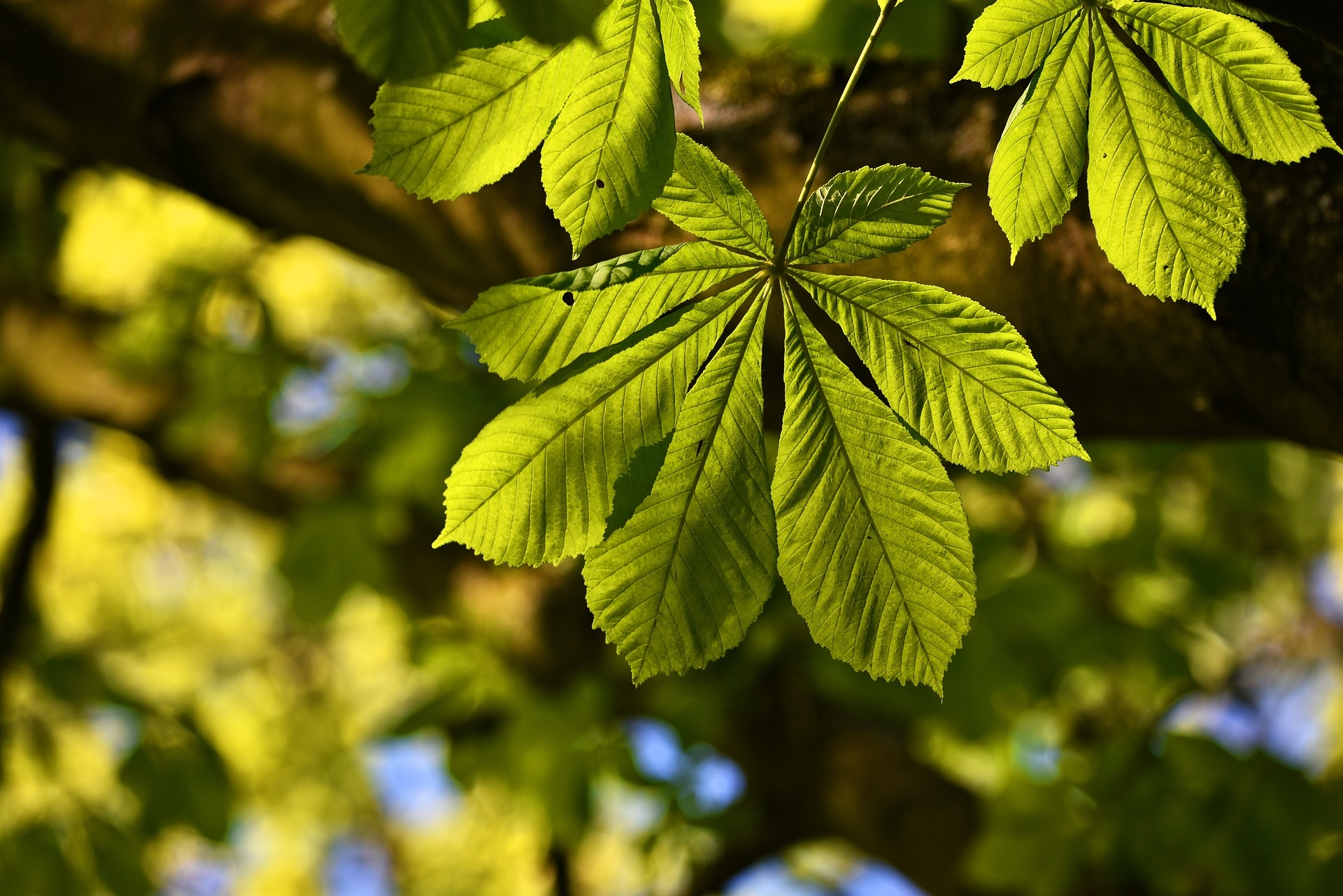 Chestnut tree, Beautiful nature wallpaper, Eyecandy, Xfce desktop, 1920x1290 HD Desktop