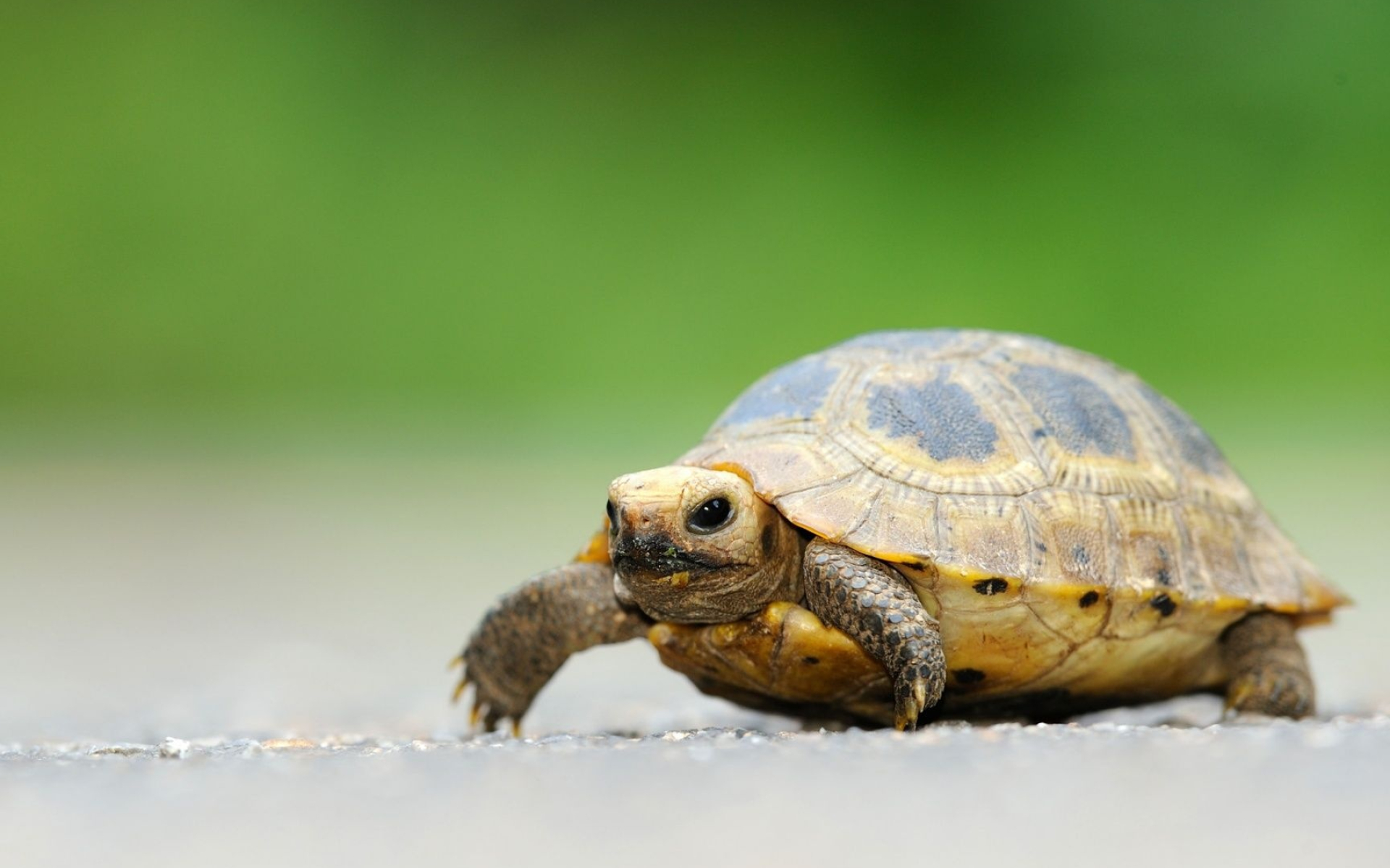 Elongated tortoise, Turtles Wallpaper, 1920x1200 HD Desktop