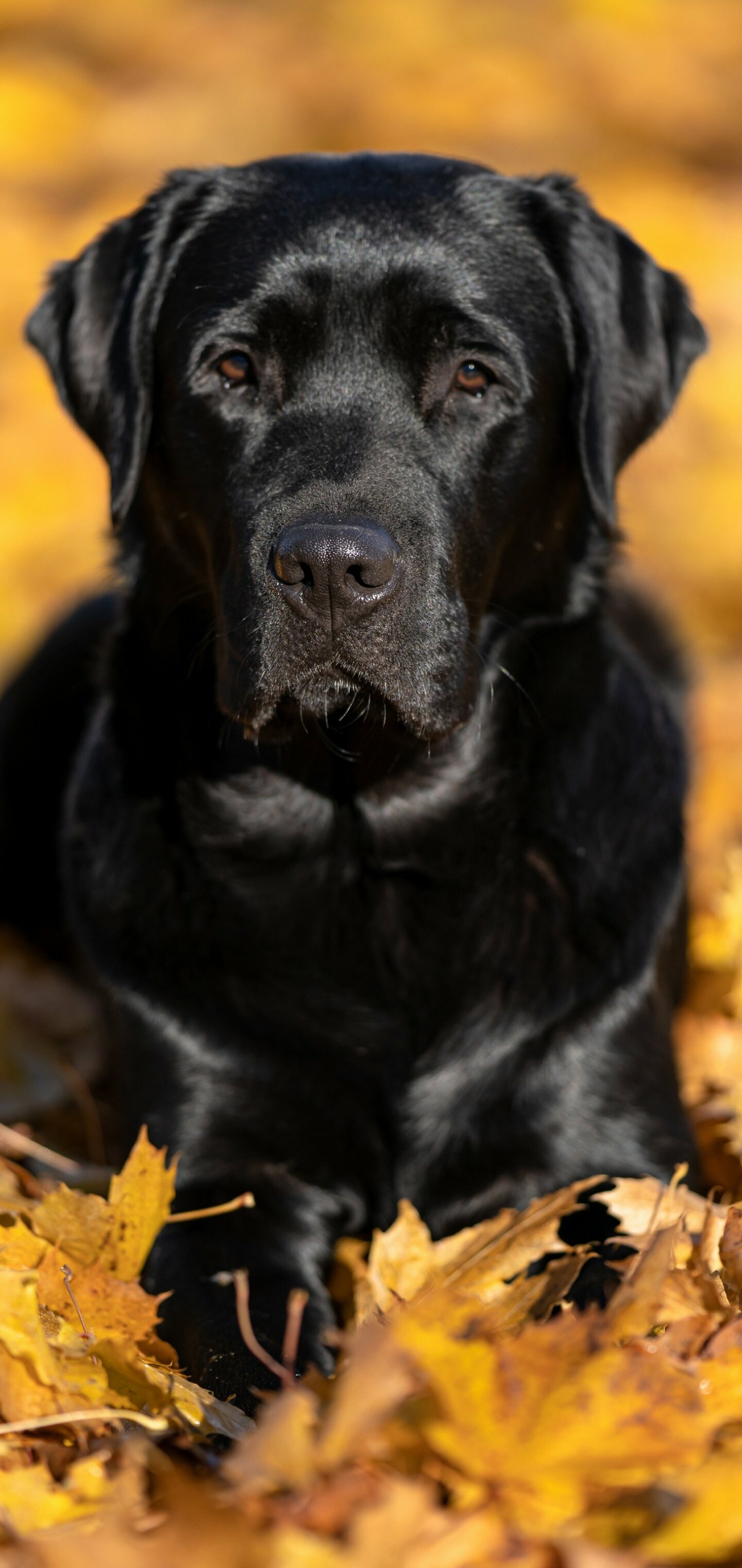 Labrador Retriever, Loyal companions, Adorable animals, Nature's best friends, 1440x3040 HD Phone