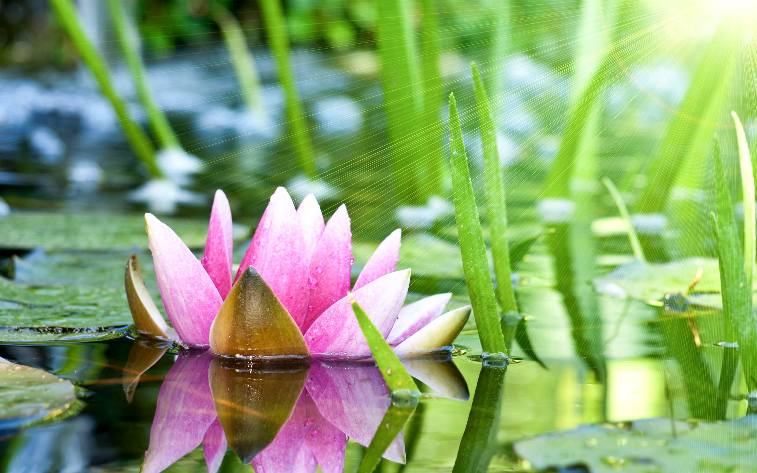 Lotus flower beautiful, High quality wallpaper, Aesthetic appeal, Sublime elegance, 2560x1600 HD Desktop