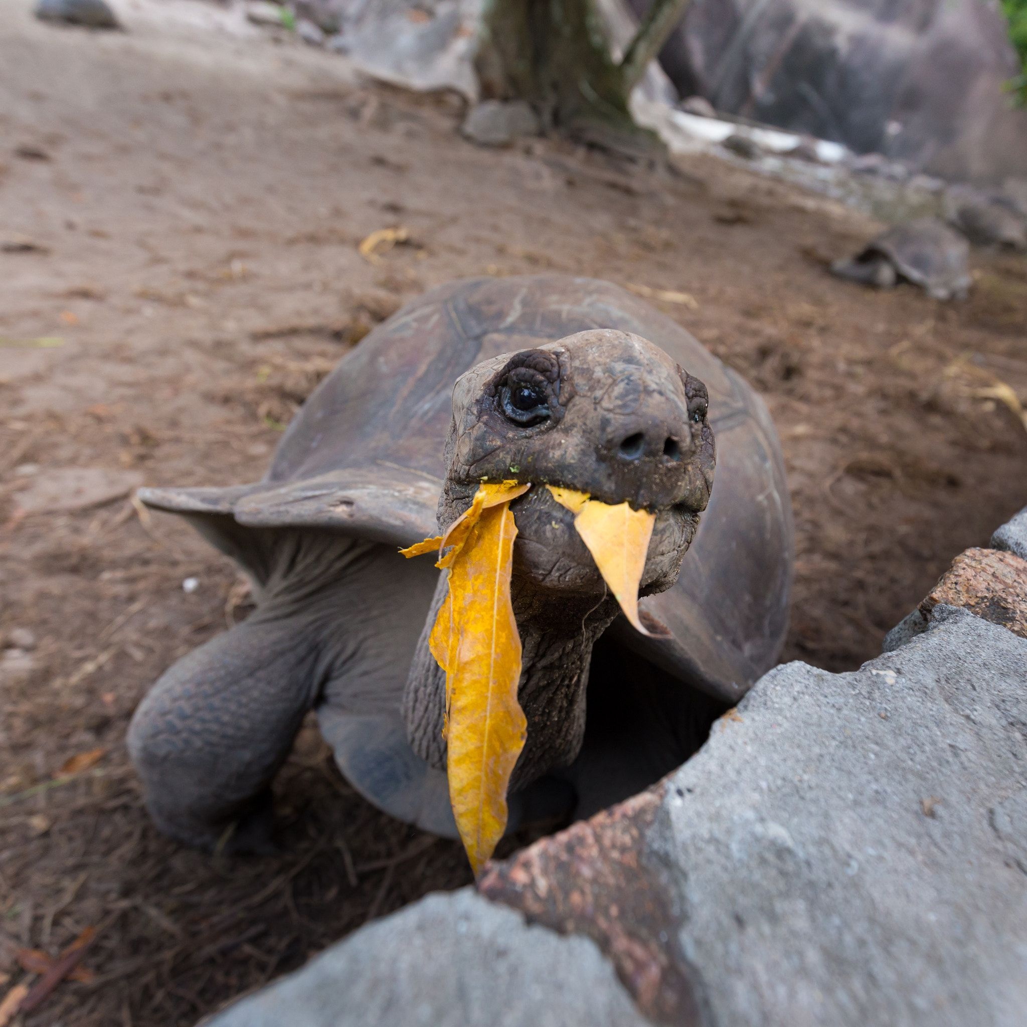 Tortoise inspiration, Fascinating reptiles, Majestic wanderers, Giant tortoise wonders, 2050x2050 HD Phone